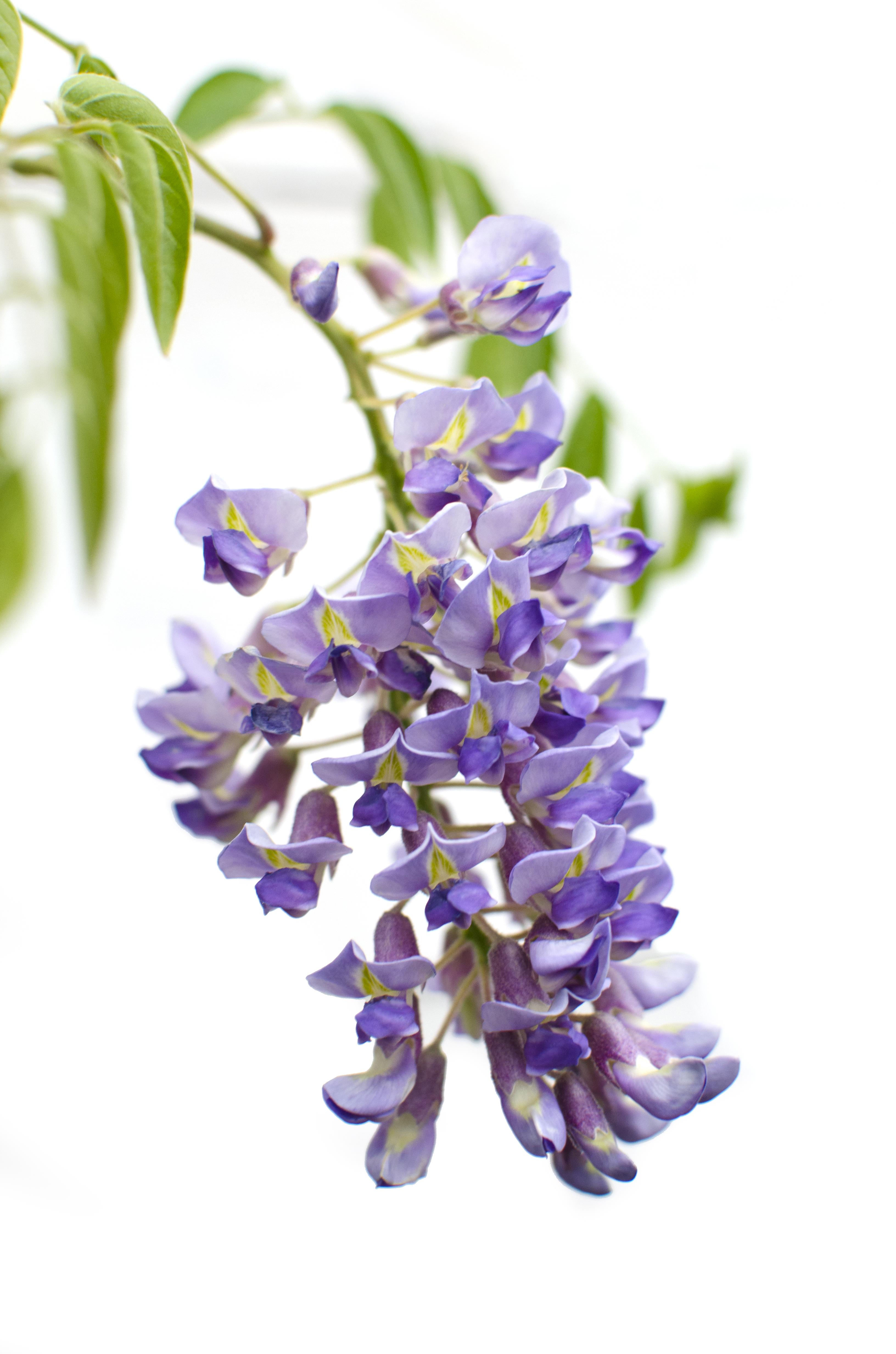 Hoogeveen Wisteria sinensis 'Prolific' - Blauwe regen (8712044842448)