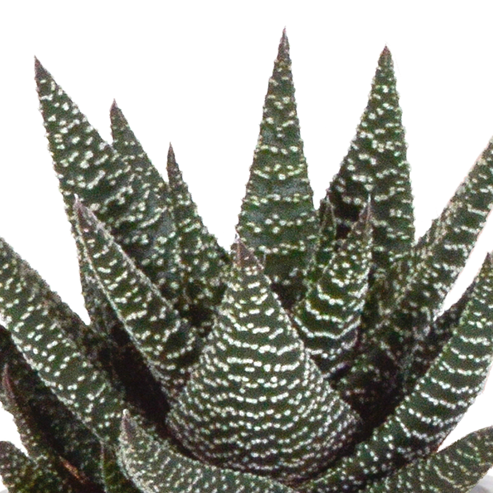 House of cactus Gasteria/Haworthia mix 8,5cm - 3x - in Mexicaanse pot (8720387961368)