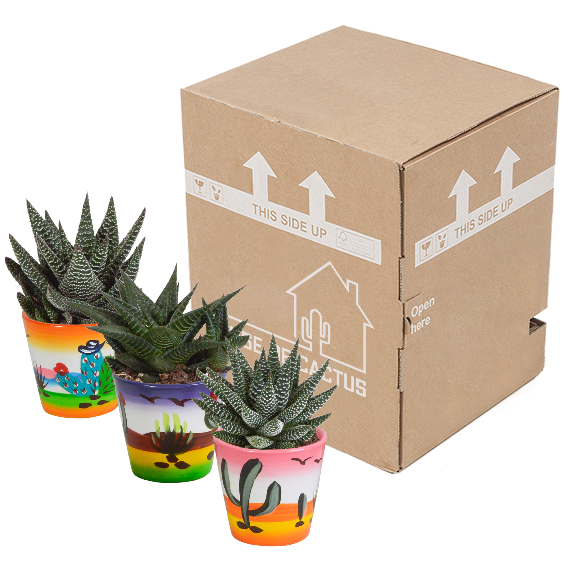 House of cactus Gasteria/Haworthia mix 8,5cm - 3x - in Mexicaanse pot (8720387961368)