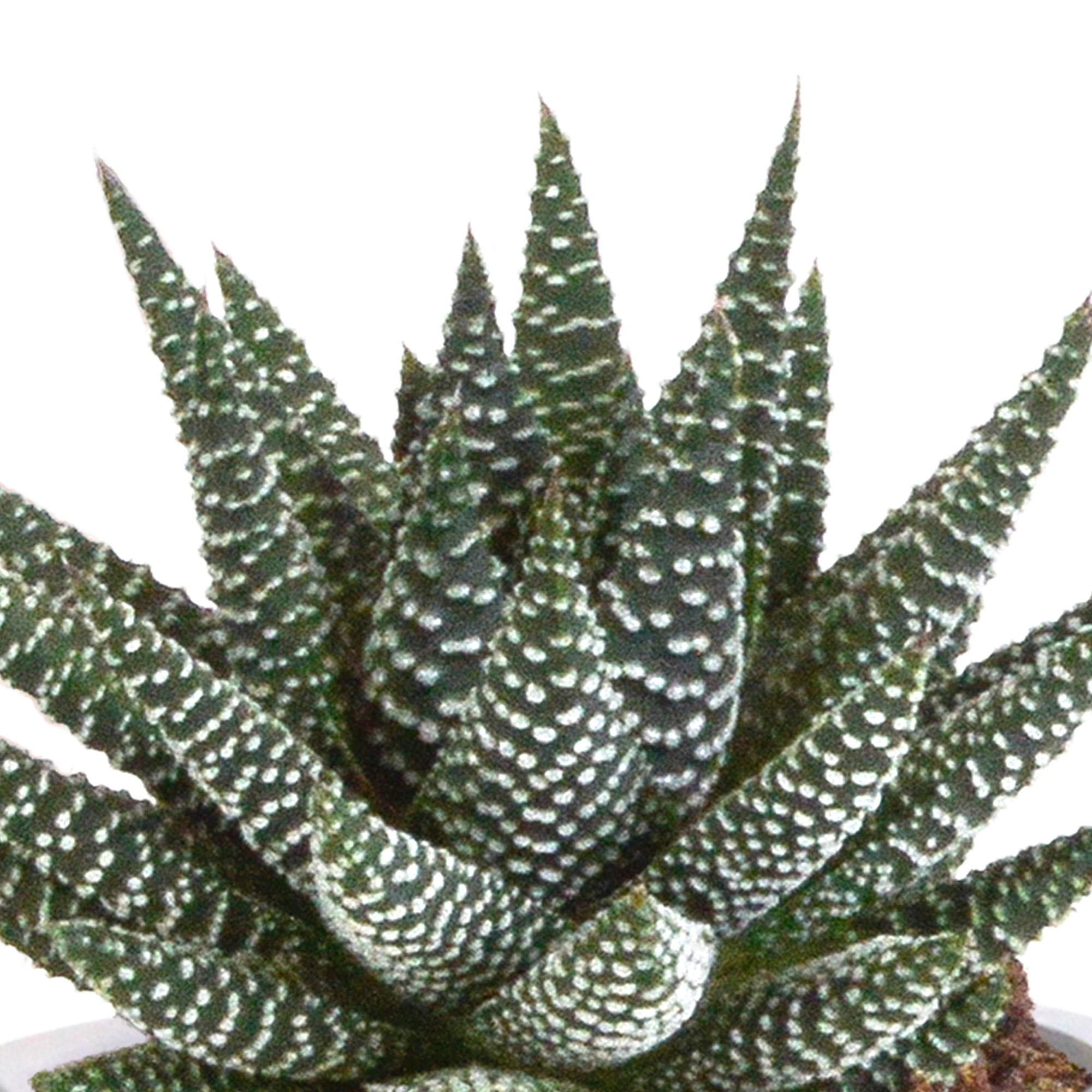 House of cactus Gasteria/Haworthia mix 8,5cm - 3x - in Mexicaanse pot (8720387961368)