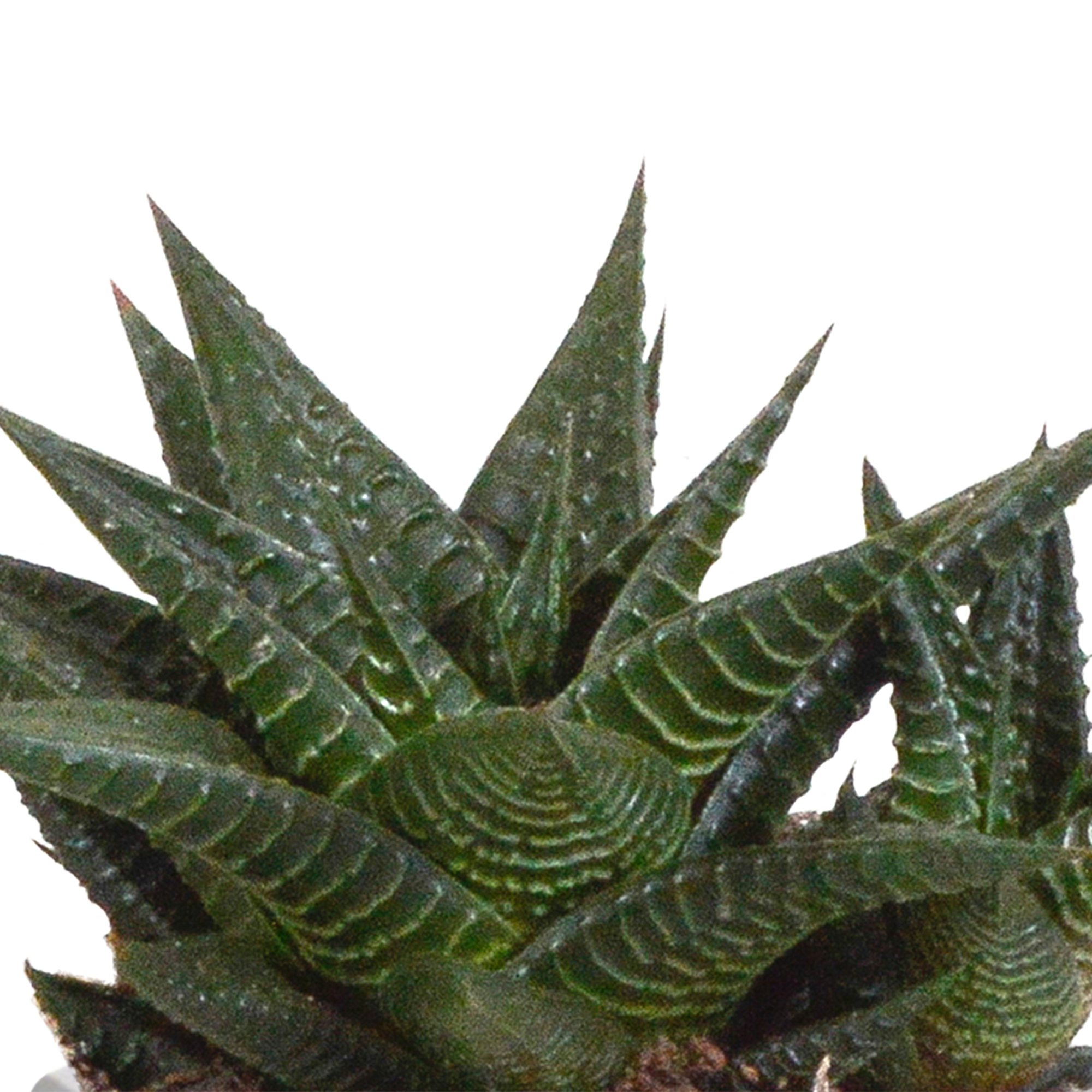 House of cactus Gasteria/Haworthia mix 8,5cm - 3x - in Mexicaanse pot (8720387961368)