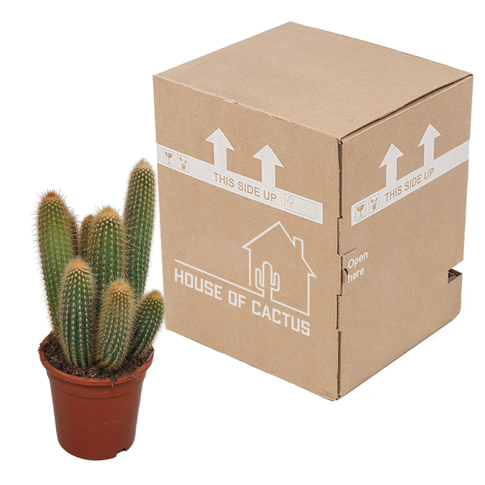 House of cactus Vatricania guentheri 17 cm - zonder pot (8720387961771)