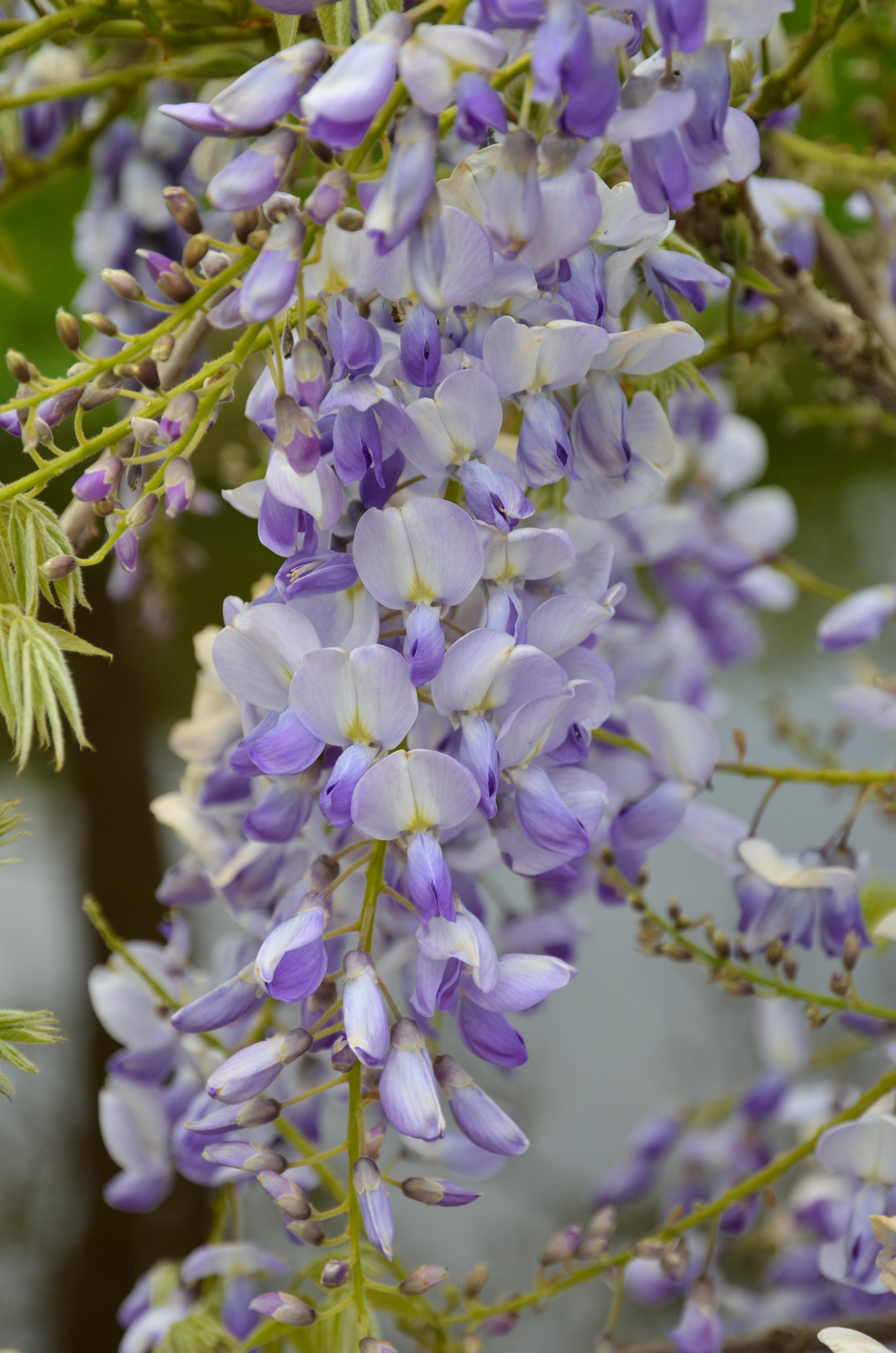 Hoogeveen Wisteria sinensis Caroline - Paarse Regen (8719075297872)