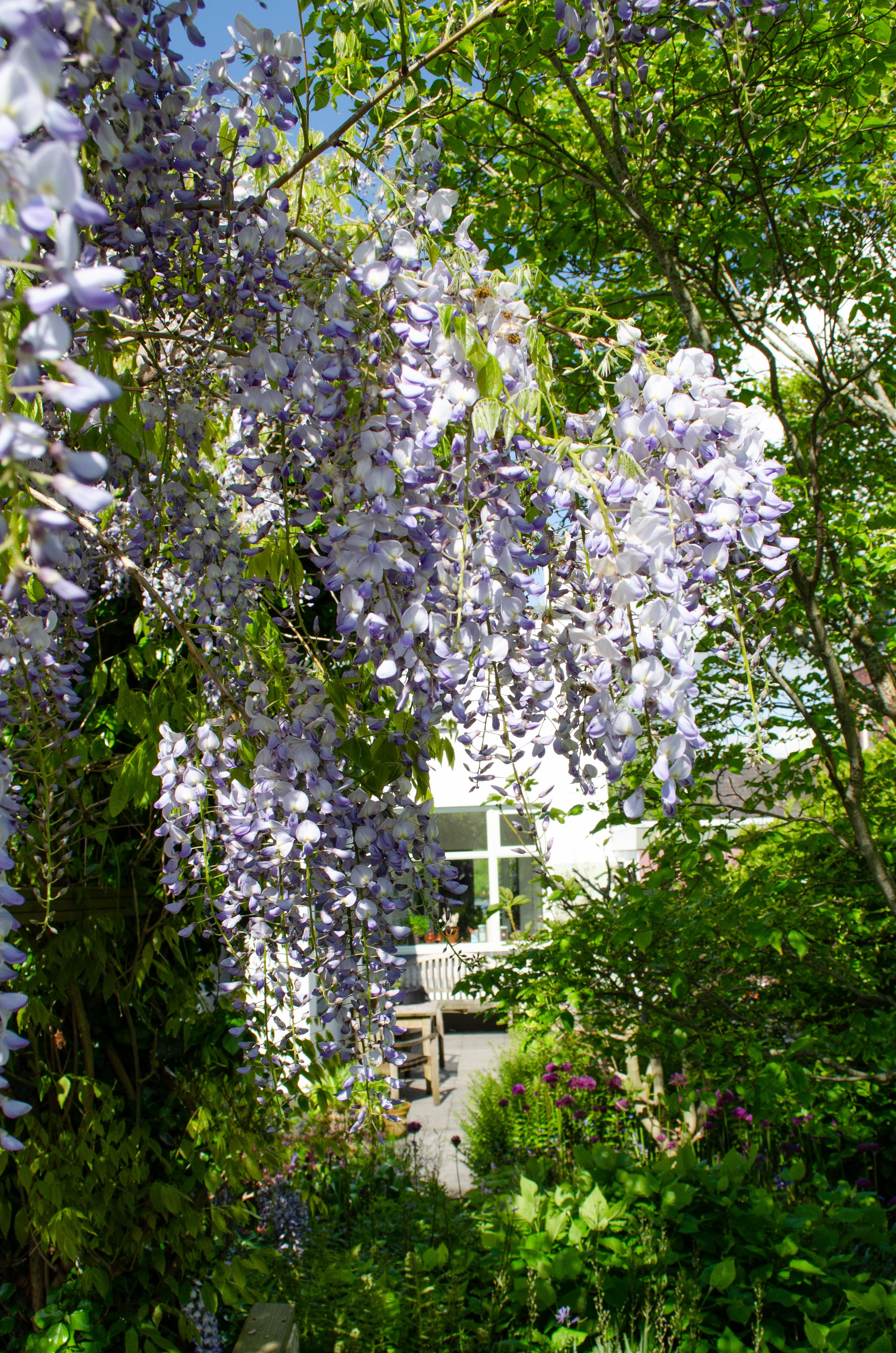 Hoogeveen Wisteria sinensis Caroline - Paarse Regen (8719075297872)