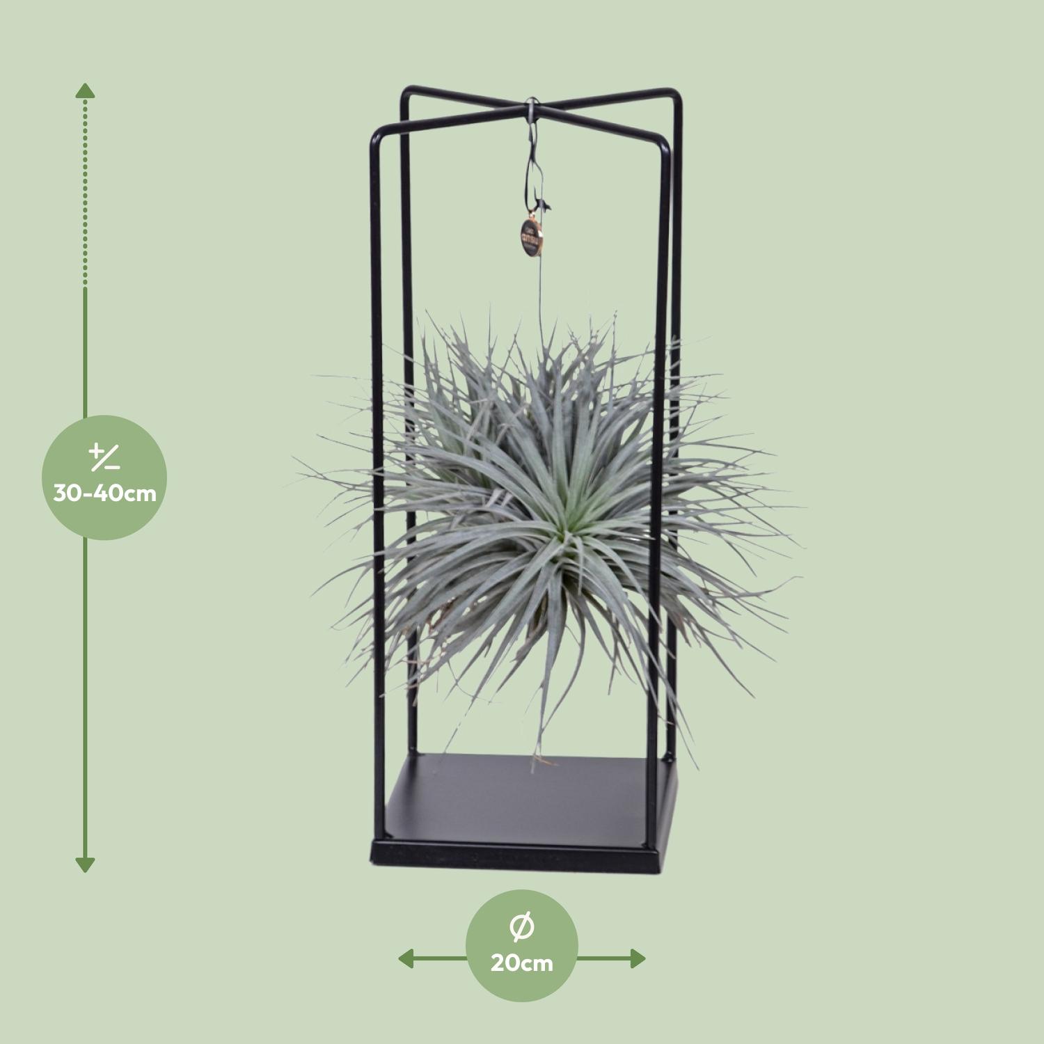 Tillandsia Cube Mix 1 stuk (8720634287821)
