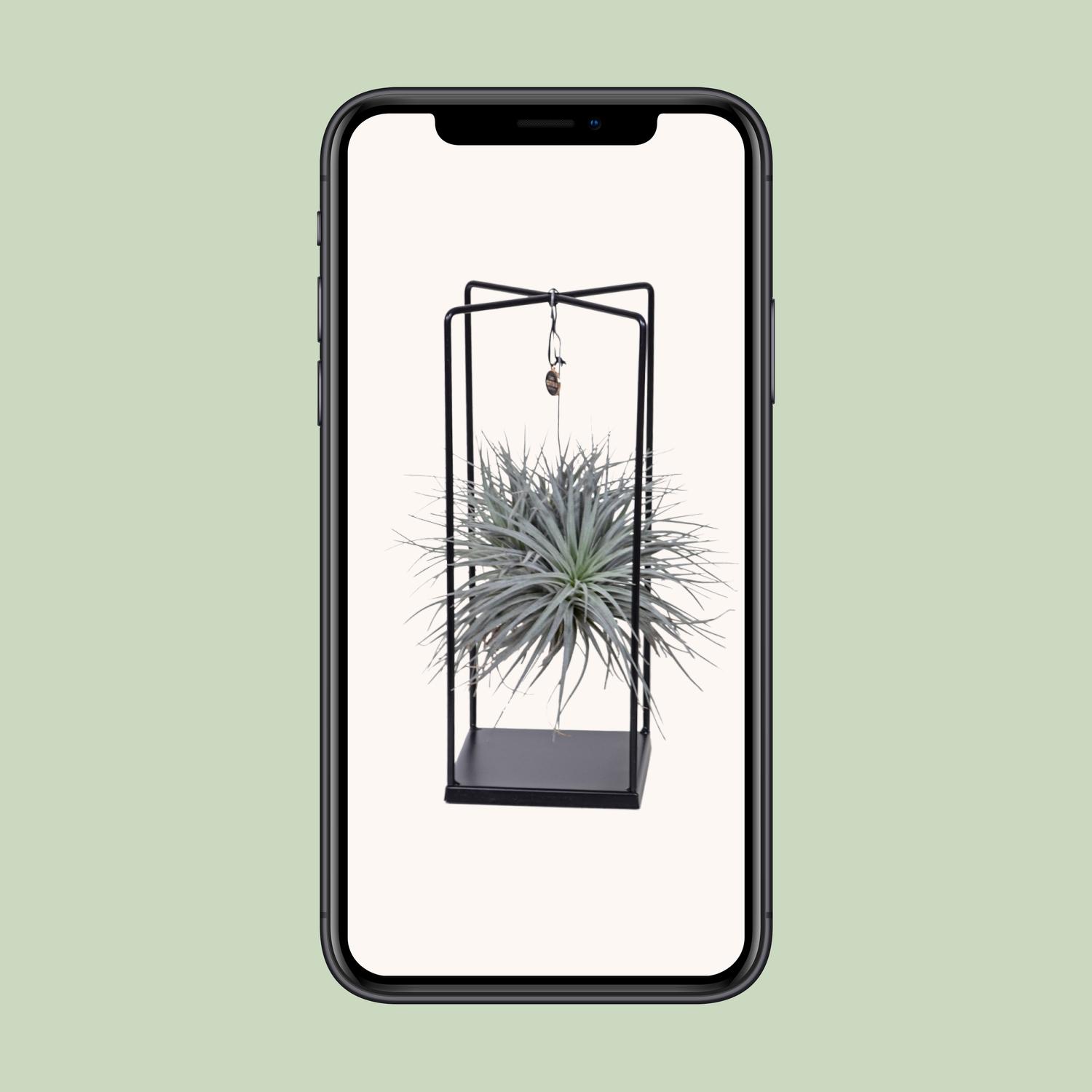 Tillandsia Cube Mix 1 stuk (8720634287821)