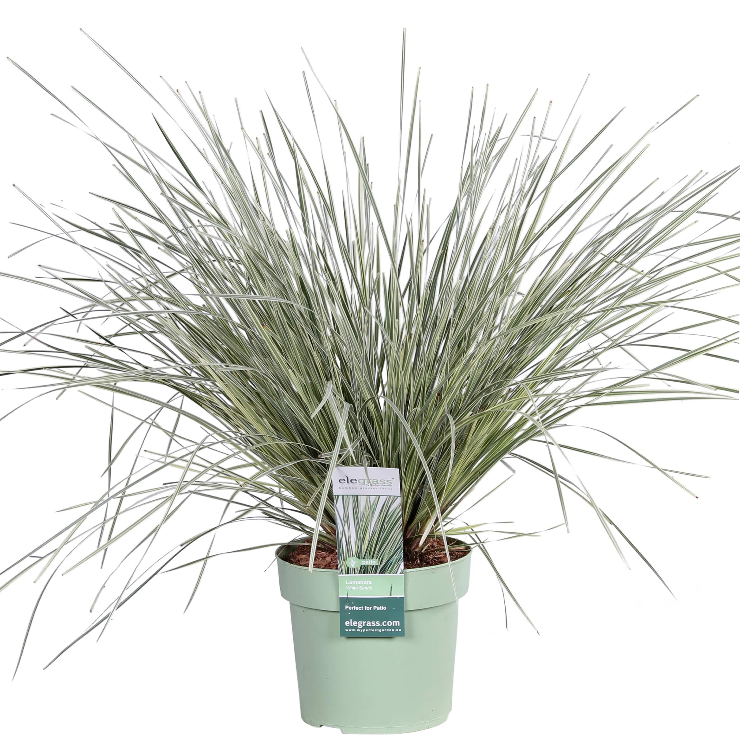 Hoogeveen Lomandra longifolia 'White Sands' (8719474815479)