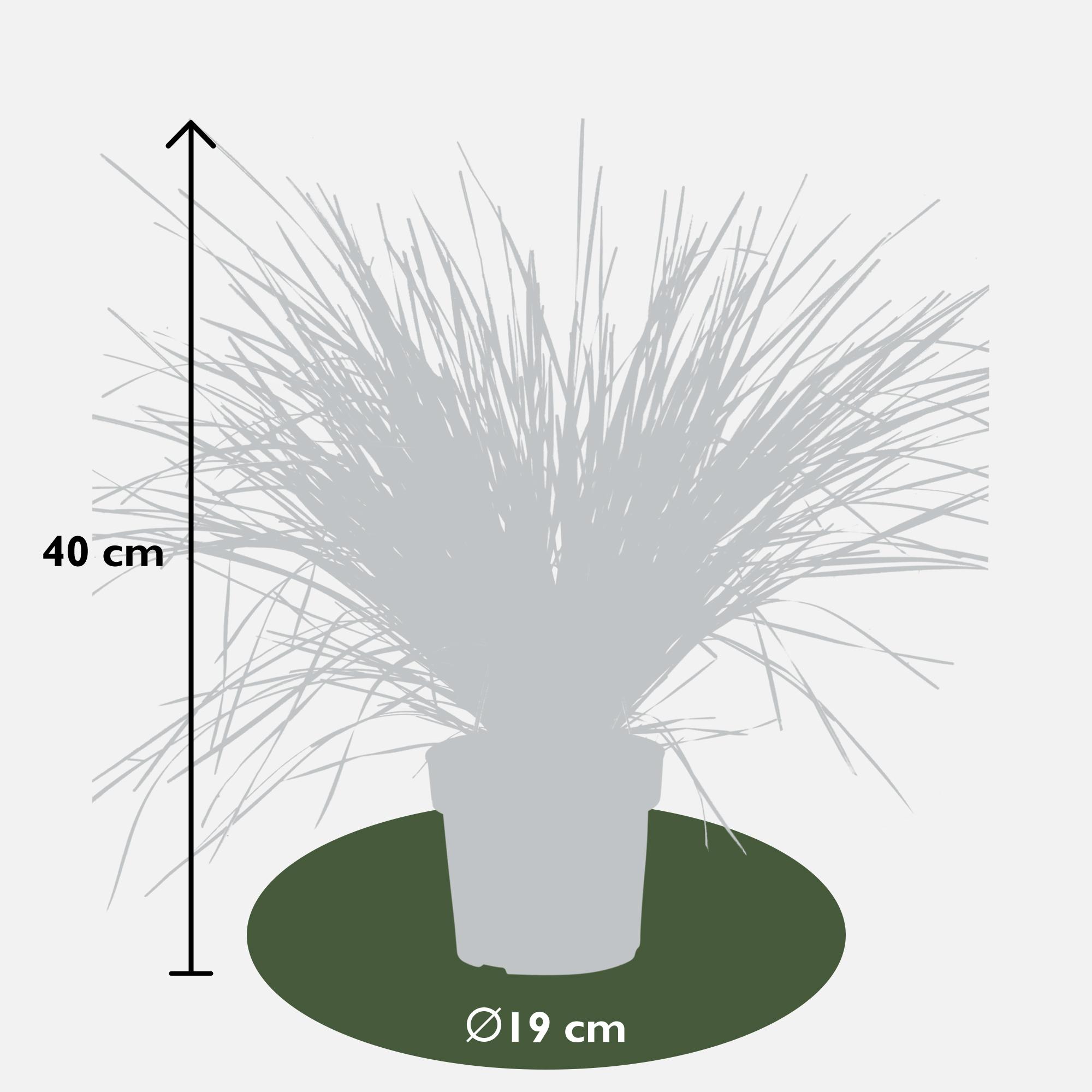 Hoogeveen Lomandra longifolia 'White Sands' (8719474815479)