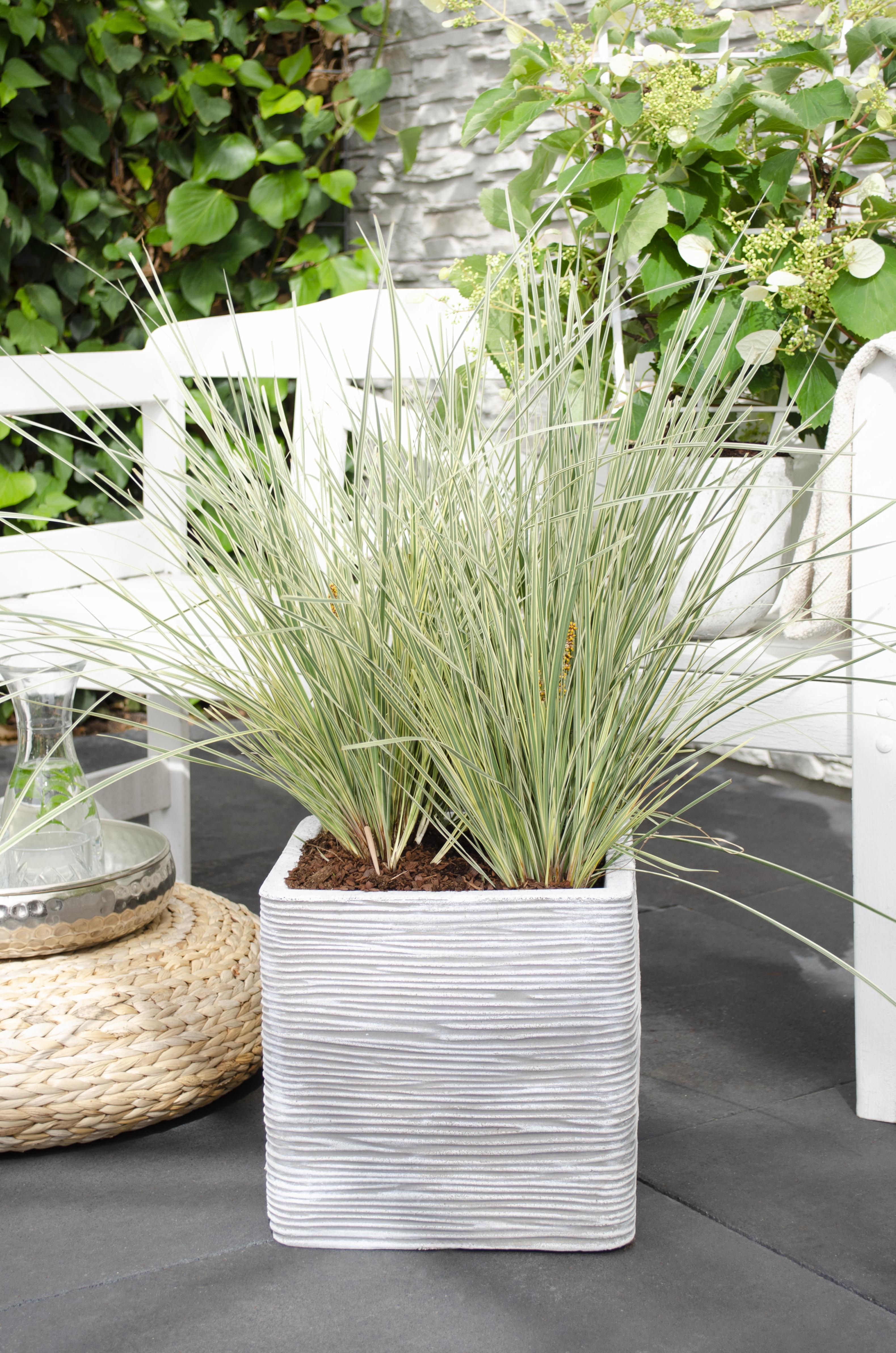 Hoogeveen Lomandra longifolia 'White Sands' (8719474815479)