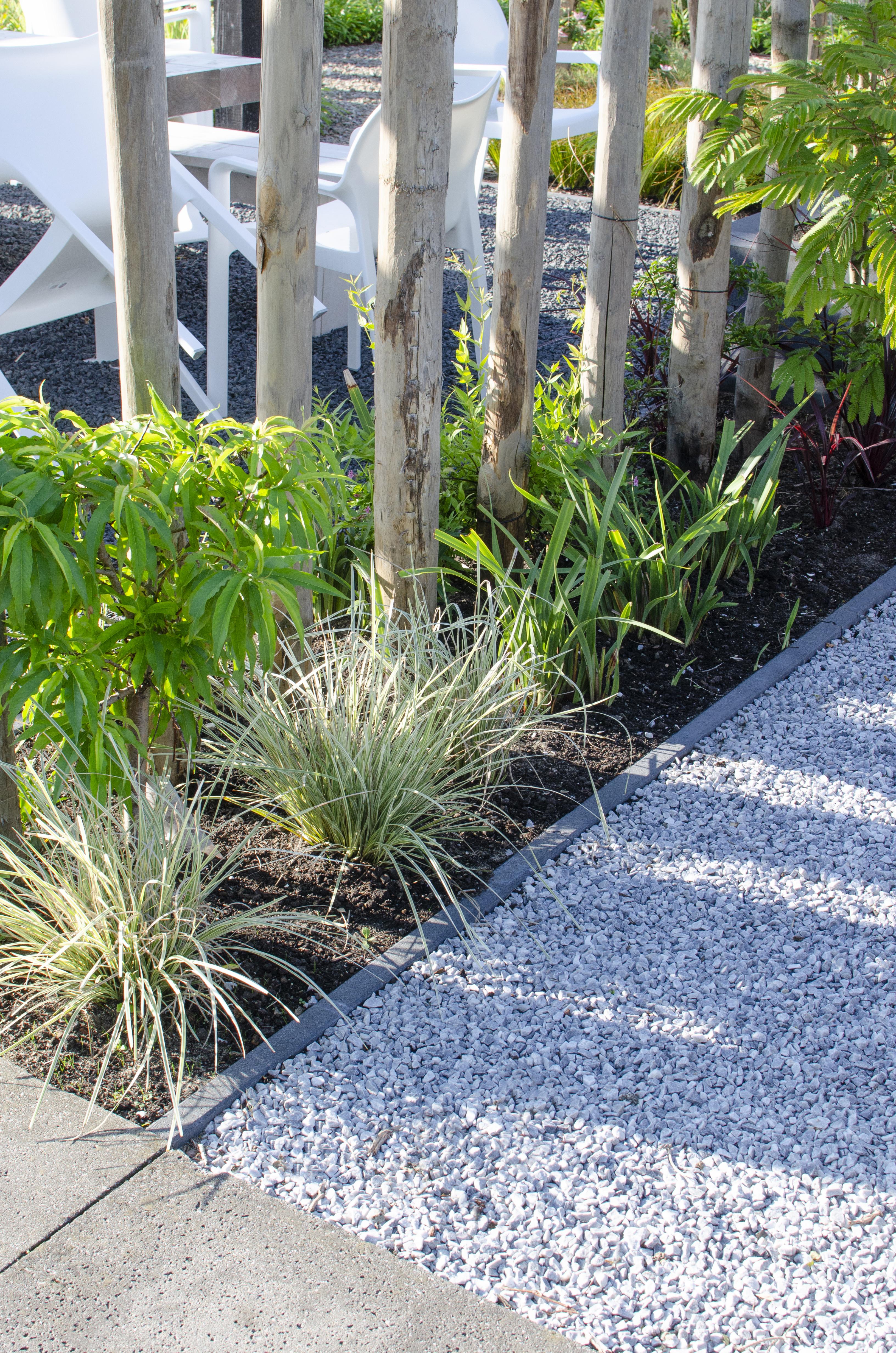 Hoogeveen Lomandra longifolia 'White Sands' (8719474815479)