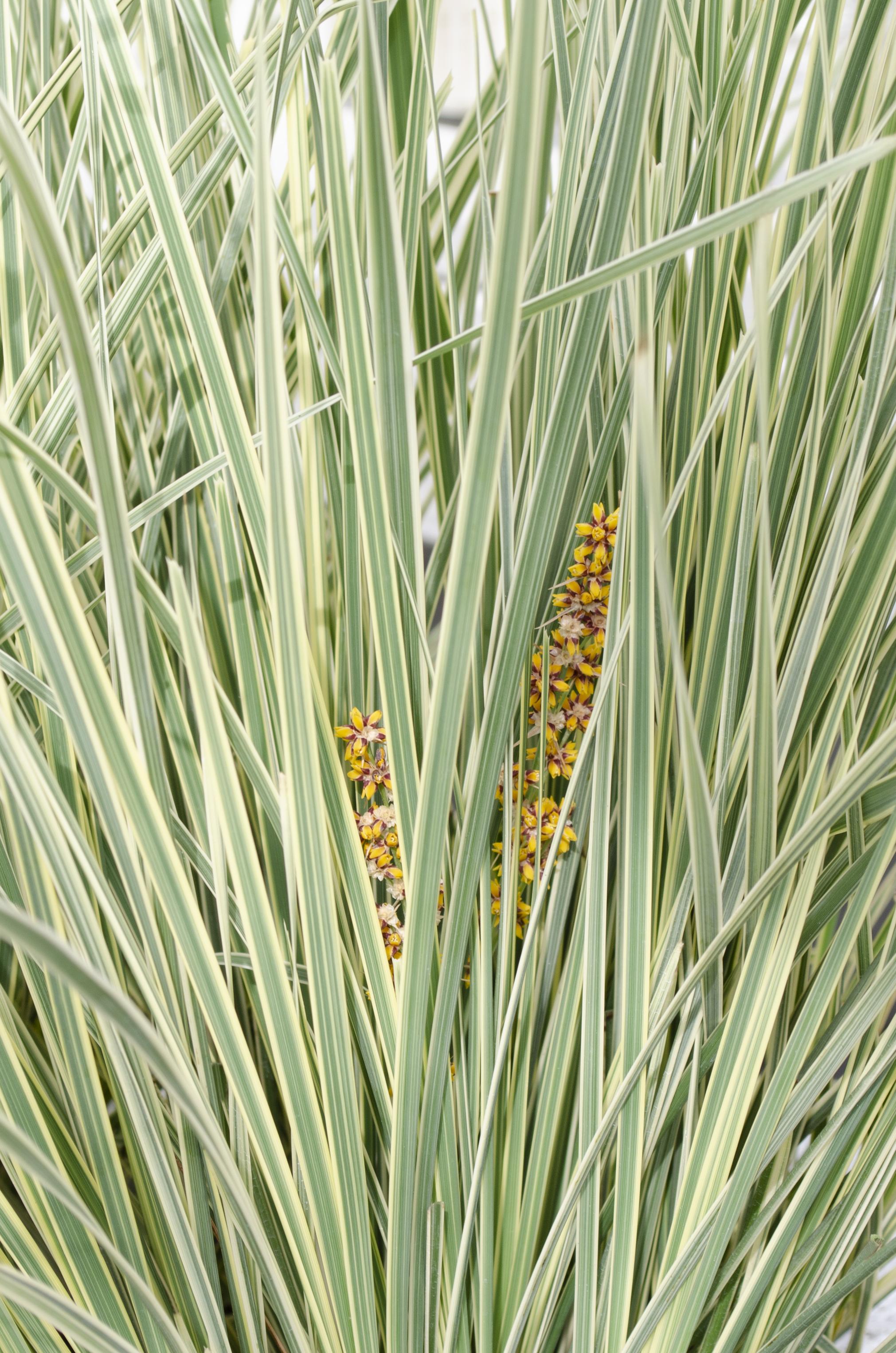 Hoogeveen Lomandra longifolia 'White Sands' (8719474815479)