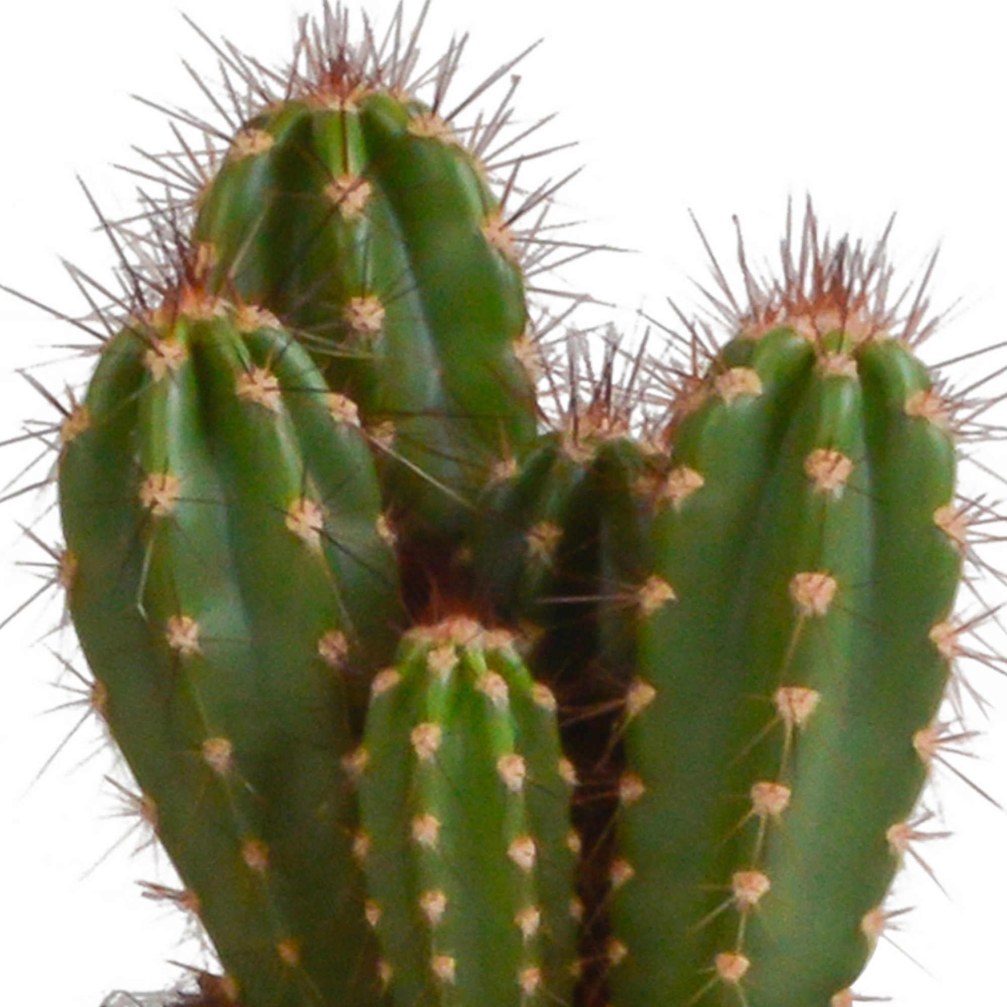 House of cactus Cereus mix 10,5cm - 3x - in witte pot (8720618070203)
