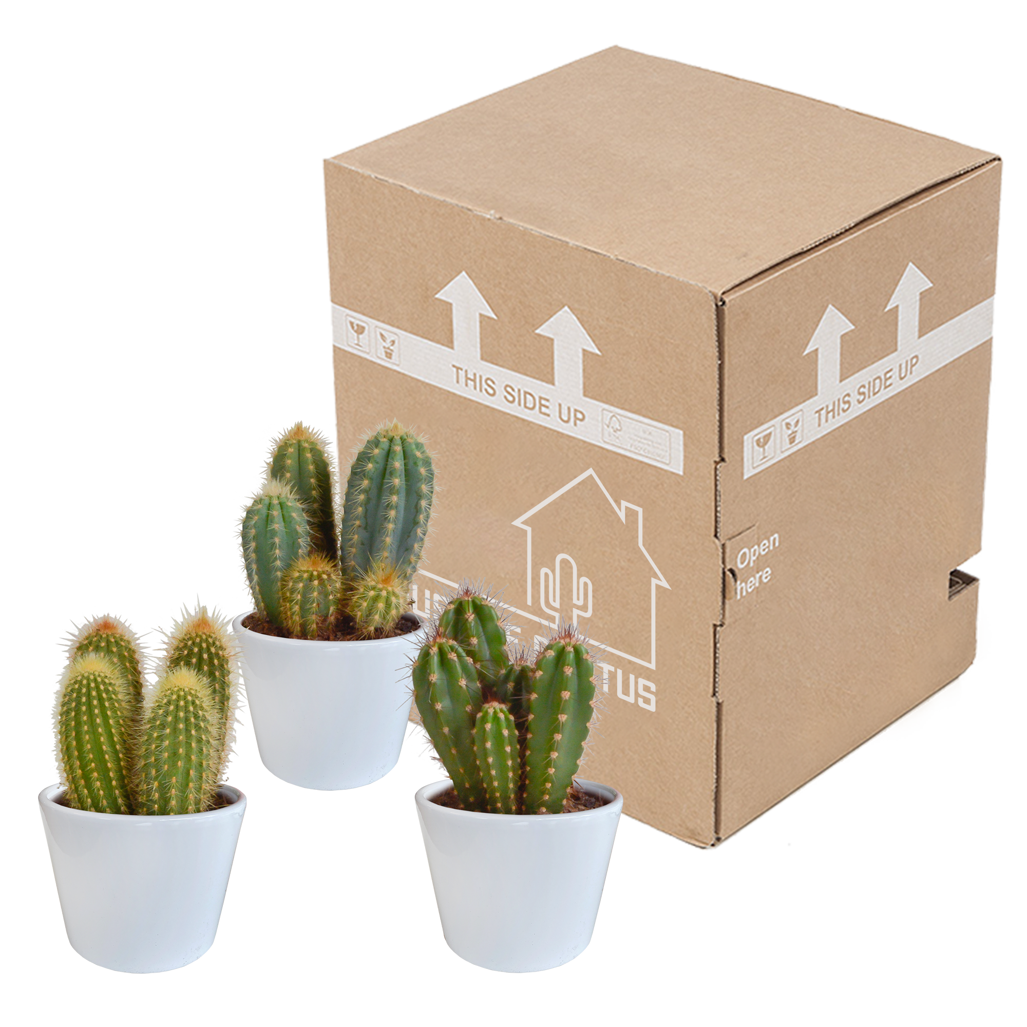 House of cactus Cereus mix 10,5cm - 3x - in witte pot (8720618070203)