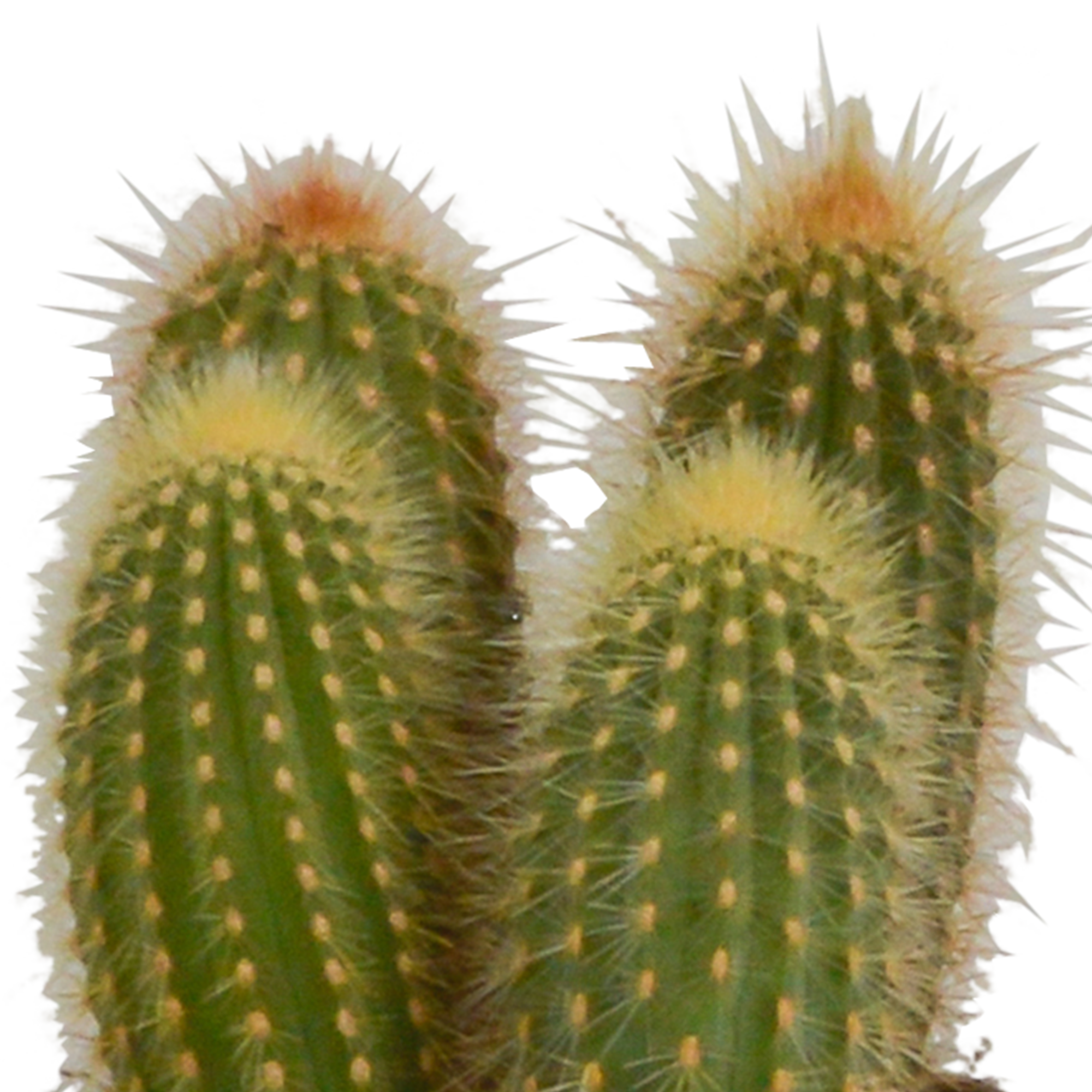House of cactus Cereus mix 10,5cm - 3x - in witte pot (8720618070203)