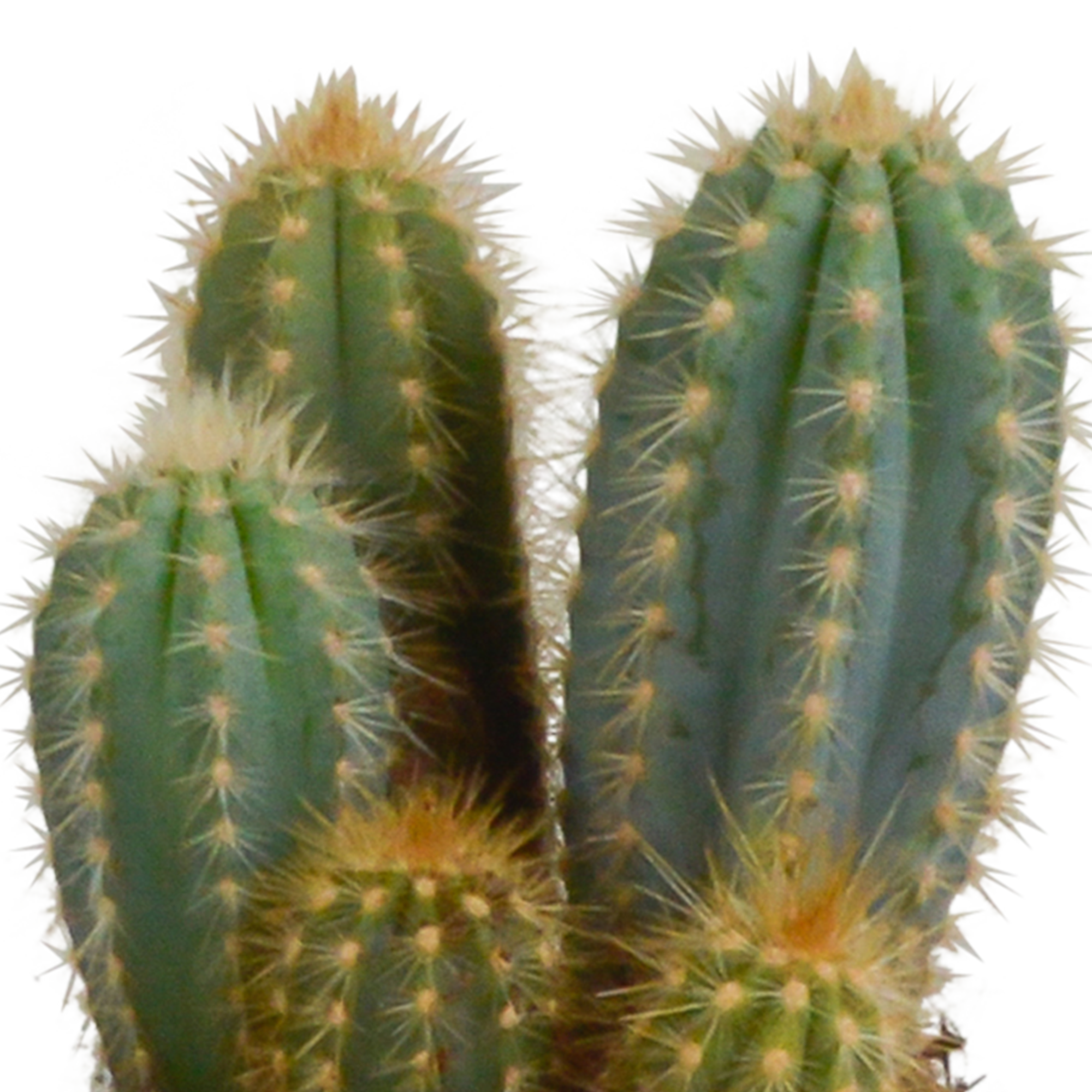 House of cactus Cereus mix 10,5cm - 3x - in witte pot (8720618070203)