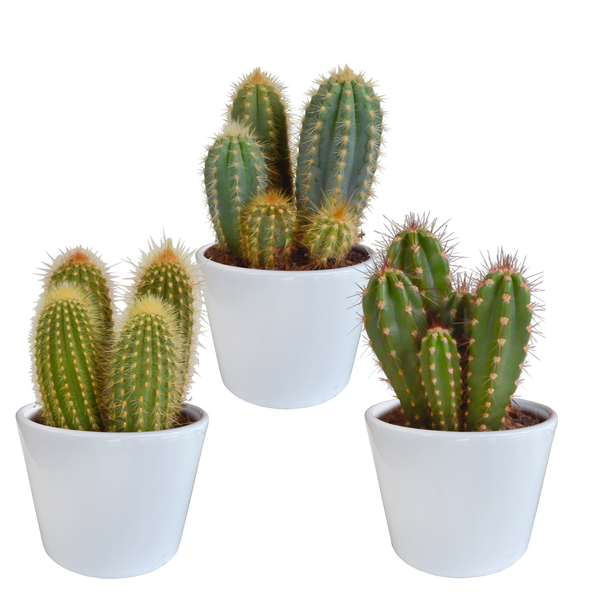 House of cactus Cereus mix 10,5cm - 3x - in witte pot (8720618070203)