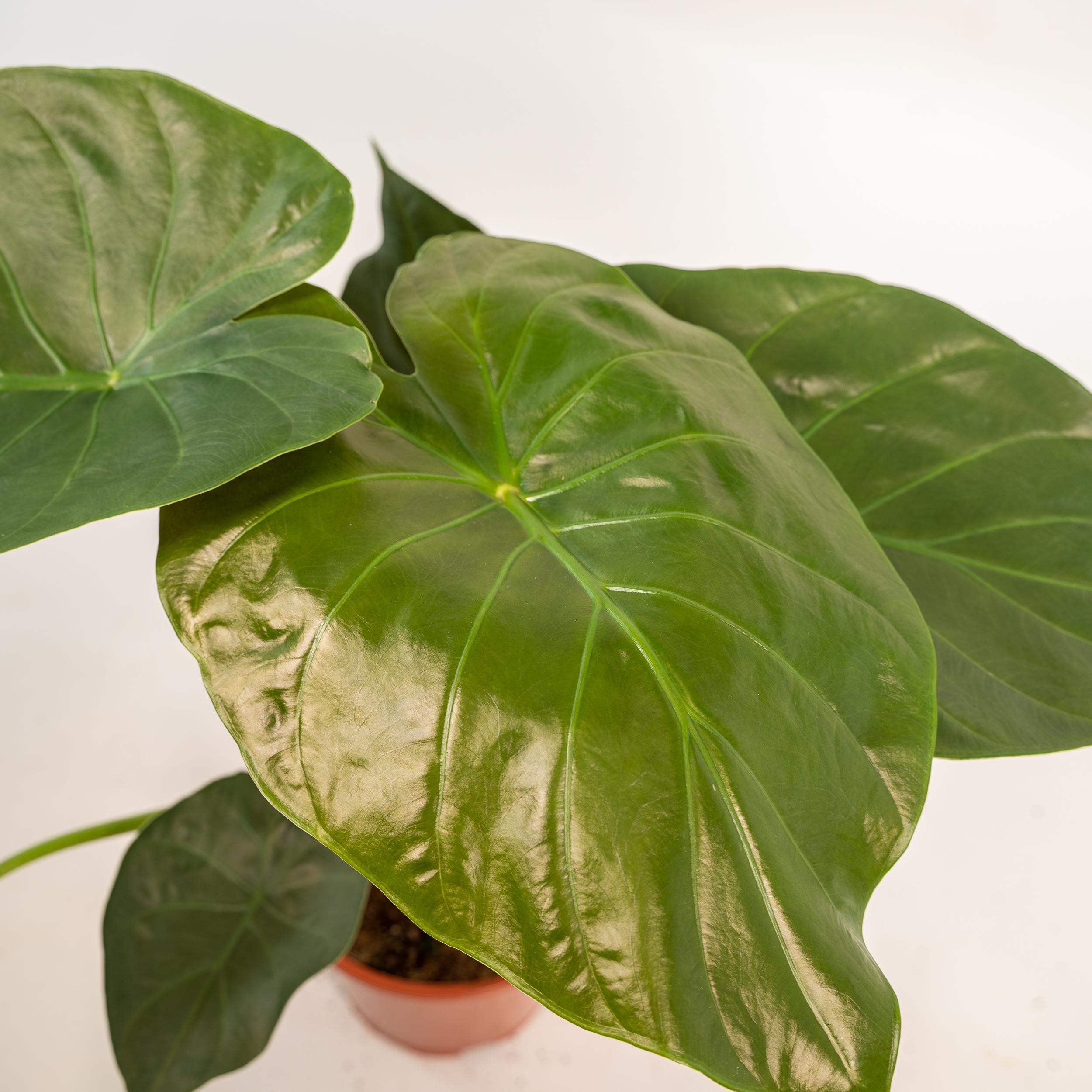 Alocasia Wentii - Mand Selin (8720634289542)
