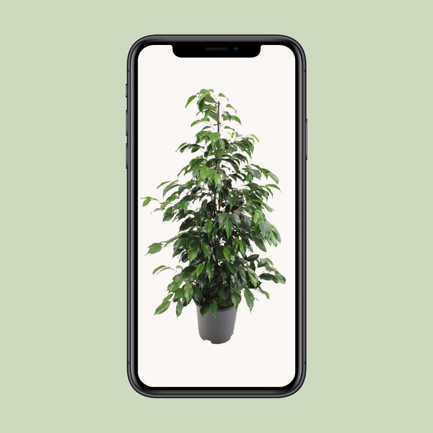 Ficus benjamina Danielle (8720634289269)
