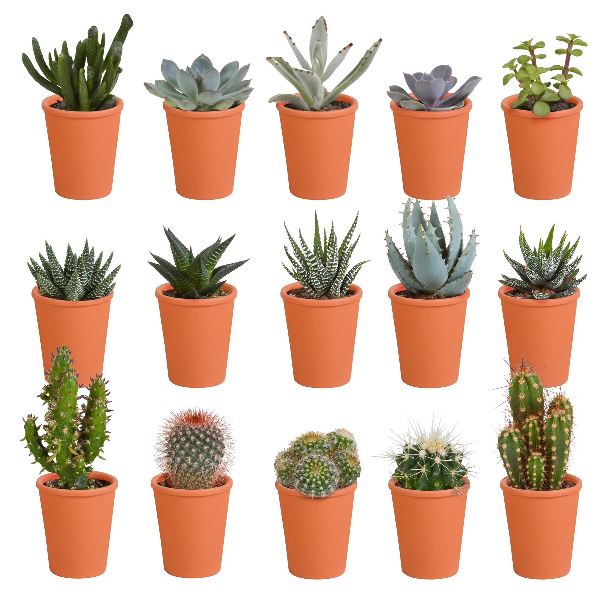 House of cactus Cactus en vetplanten mix 5.5 cm | 15 stuks - in terracotta pot (8720387961153)