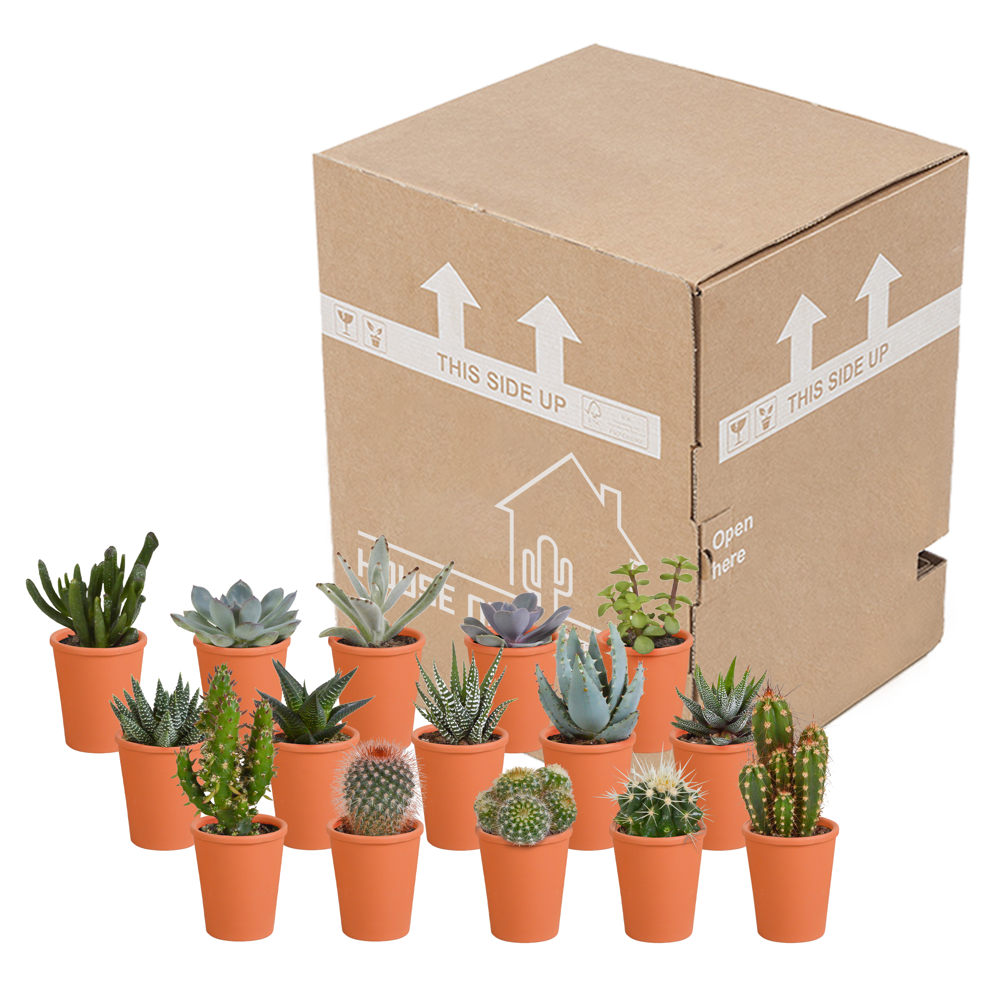 House of cactus Cactus en vetplanten mix 5.5 cm | 15 stuks - in terracotta pot (8720387961153)