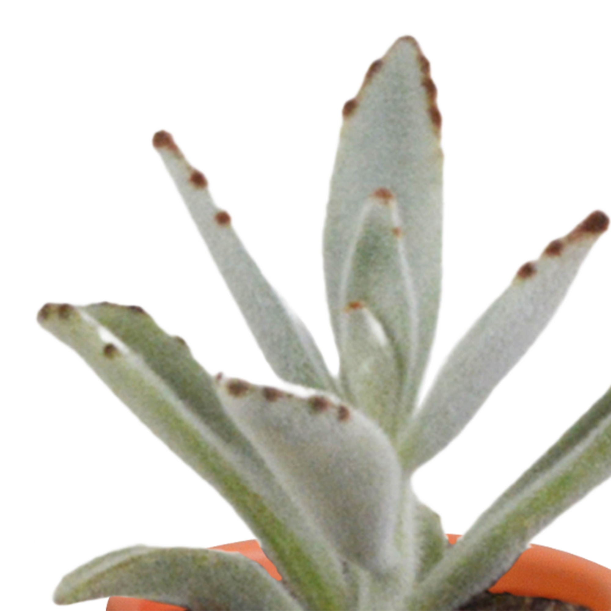 House of cactus Cactus en vetplanten mix 5.5 cm | 15 stuks - in terracotta pot (8720387961153)