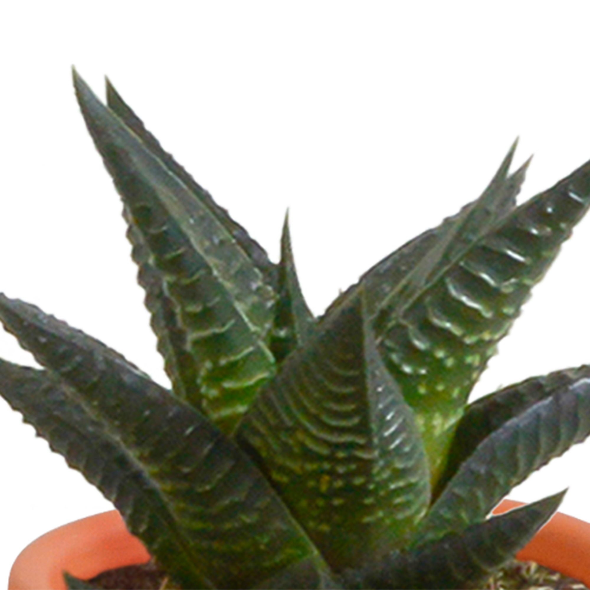 House of cactus Cactus en vetplanten mix 5.5 cm | 15 stuks - in terracotta pot (8720387961153)