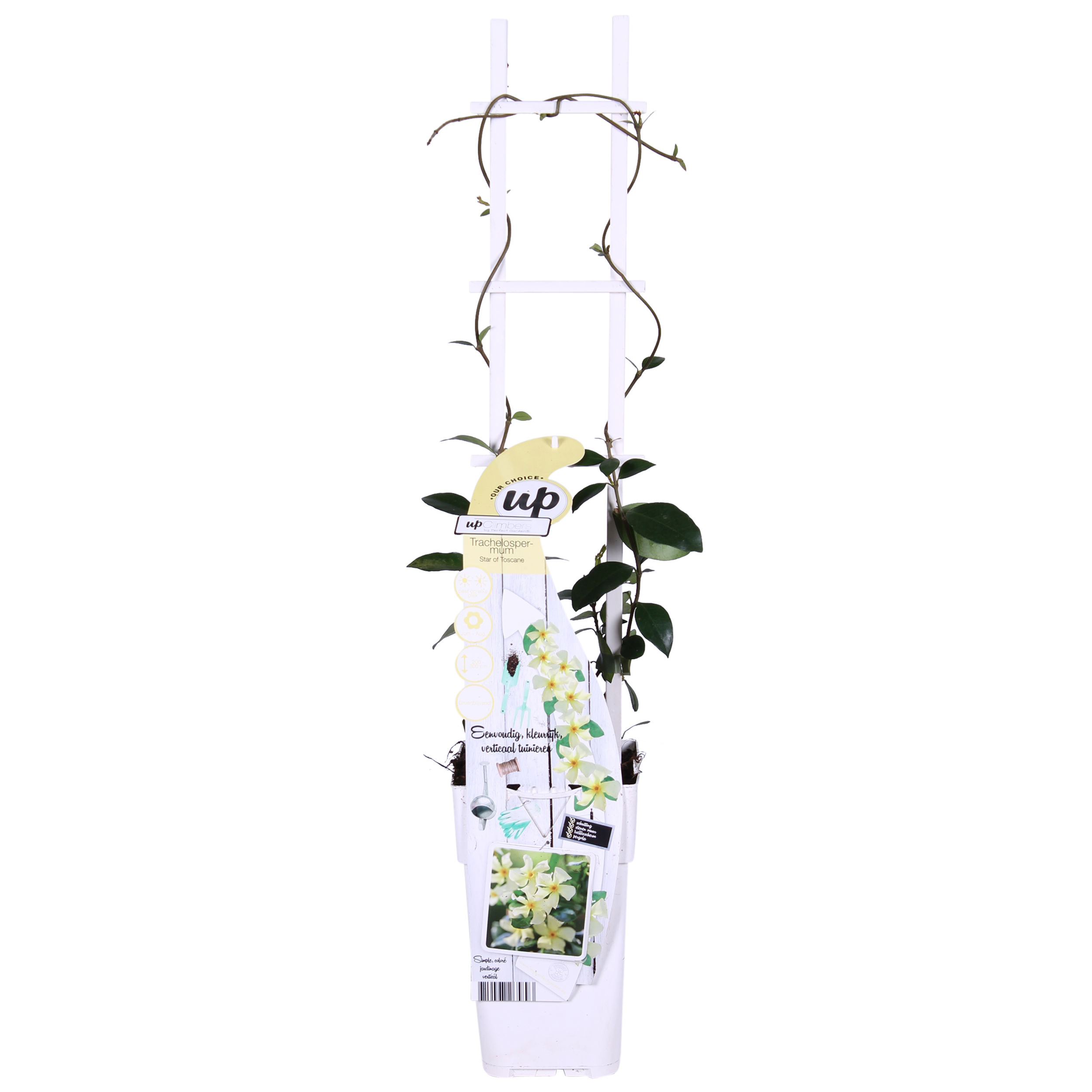 Hoogeveen 2x - Trachelospermum 'Star of Toscana' - ↨65cm - Ø15 (8720955321242)