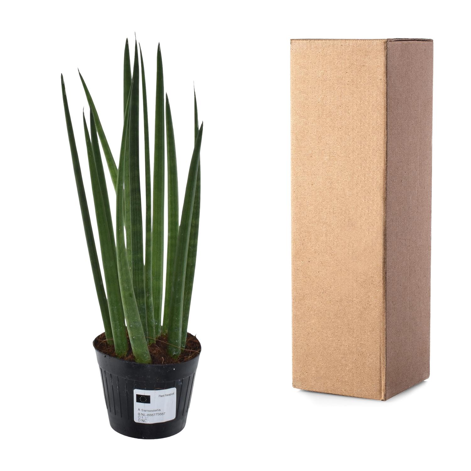 Sansevieria cylindrica 'Bacularis' / Mikado - 38 cm - ø10,5 (8721081685079)