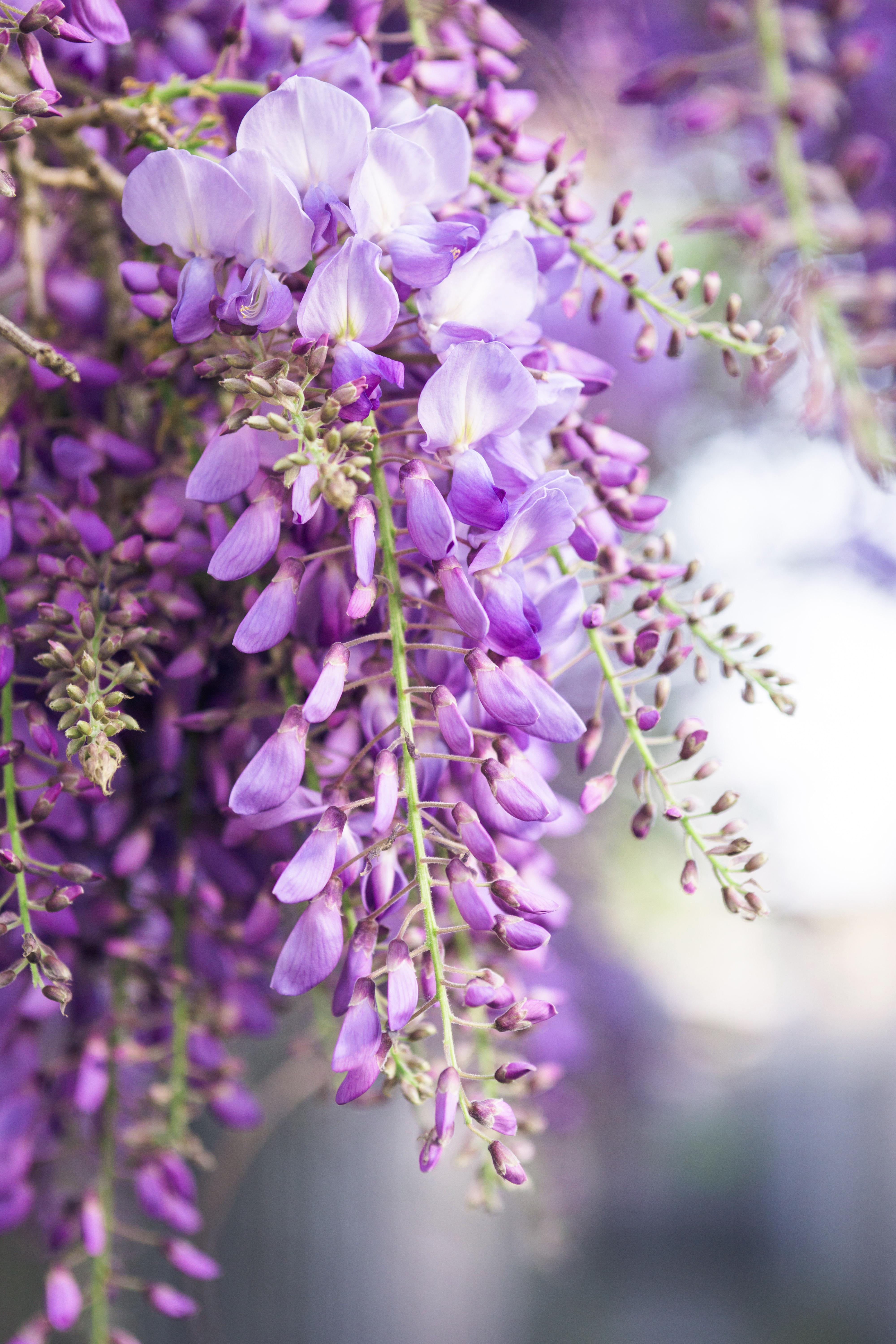 Hoogeveen 2x - Wisteria floribunda 'Naga Noda' - ↨65cm - Ø15 (8720955321297)