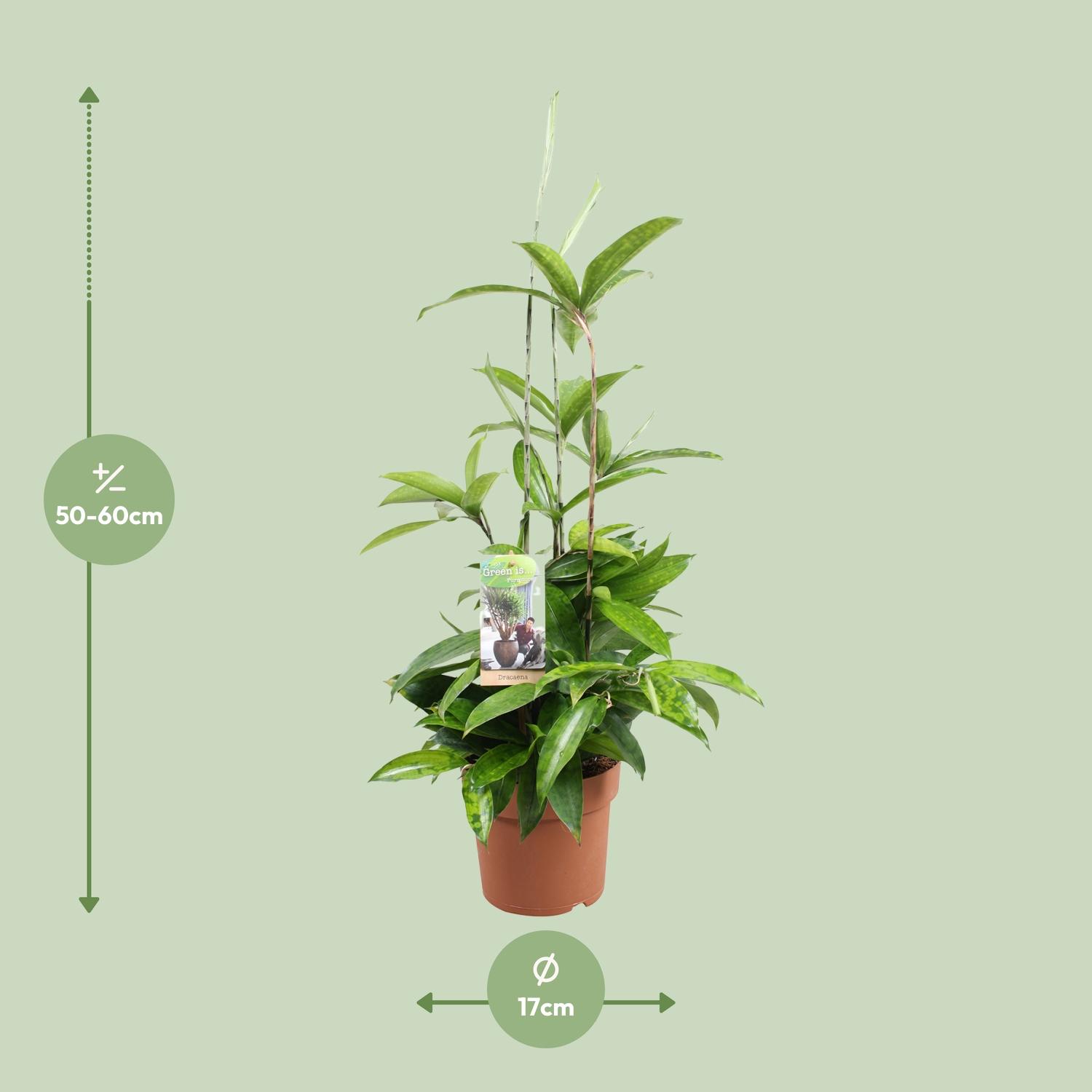 Dracaena Surculosa (9657)