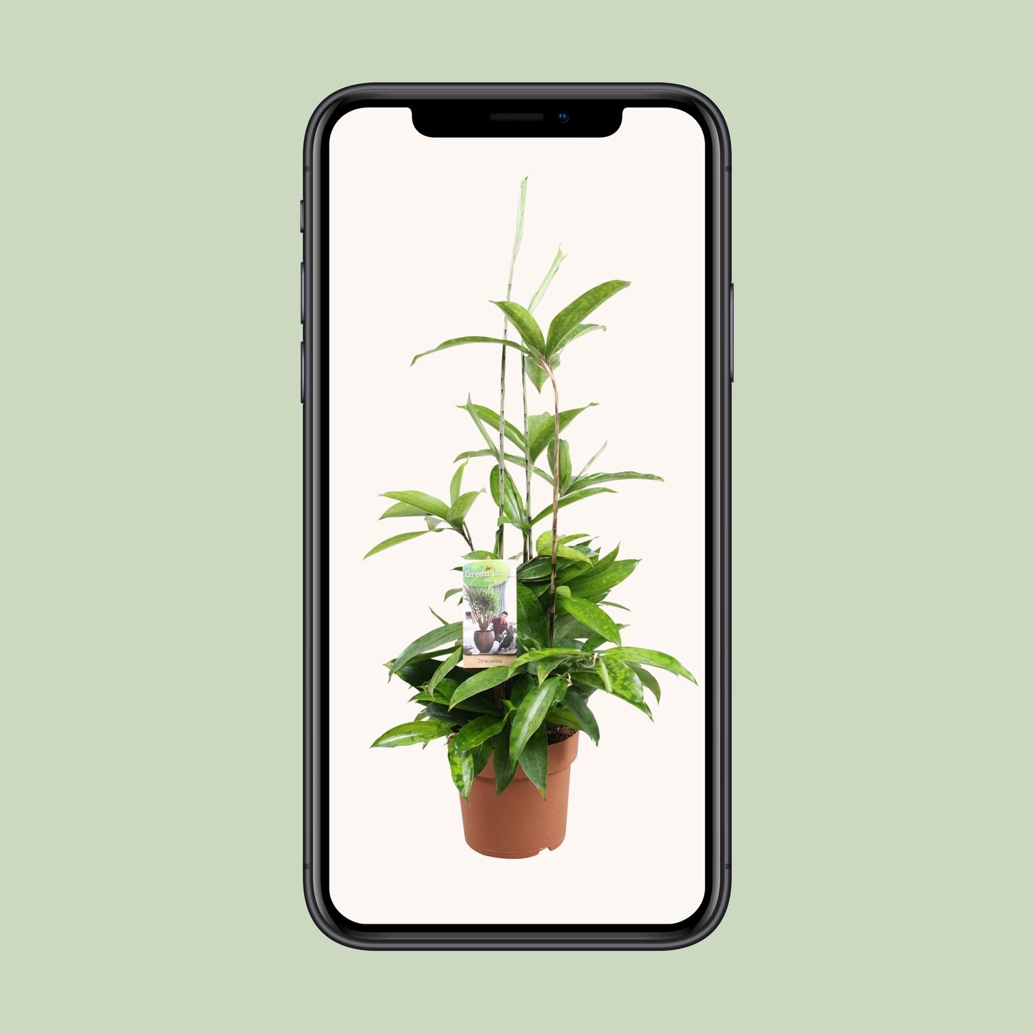 Dracaena Surculosa (9657)
