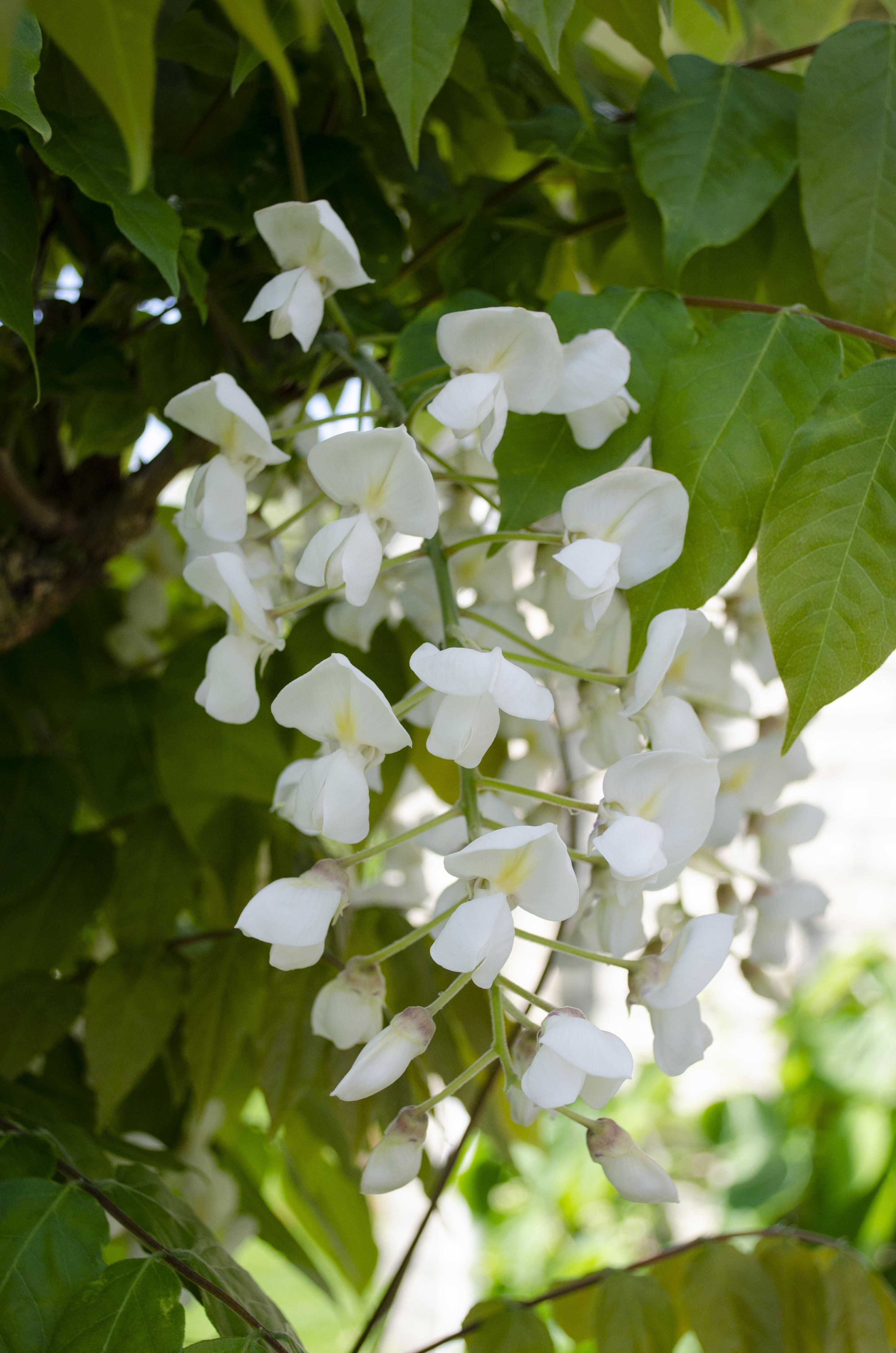 Hoogeveen 2x Wisteria floribunda 'Longissima Alba' - ↨65cm - Ø15 (8720955321280)