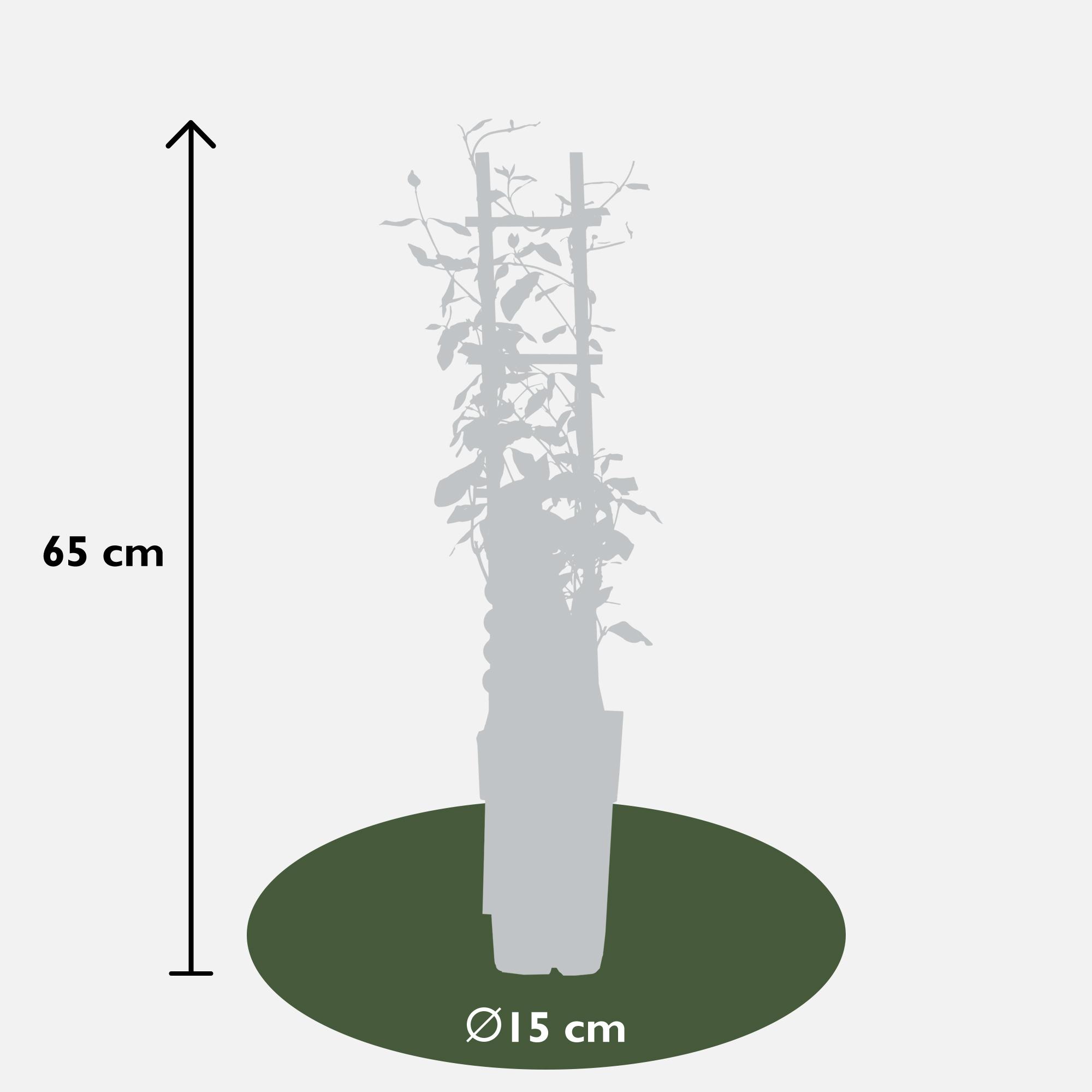 Hoogeveen 3x - Trachelospermum Mix - ↨65cm - Ø15 (8720955321266)