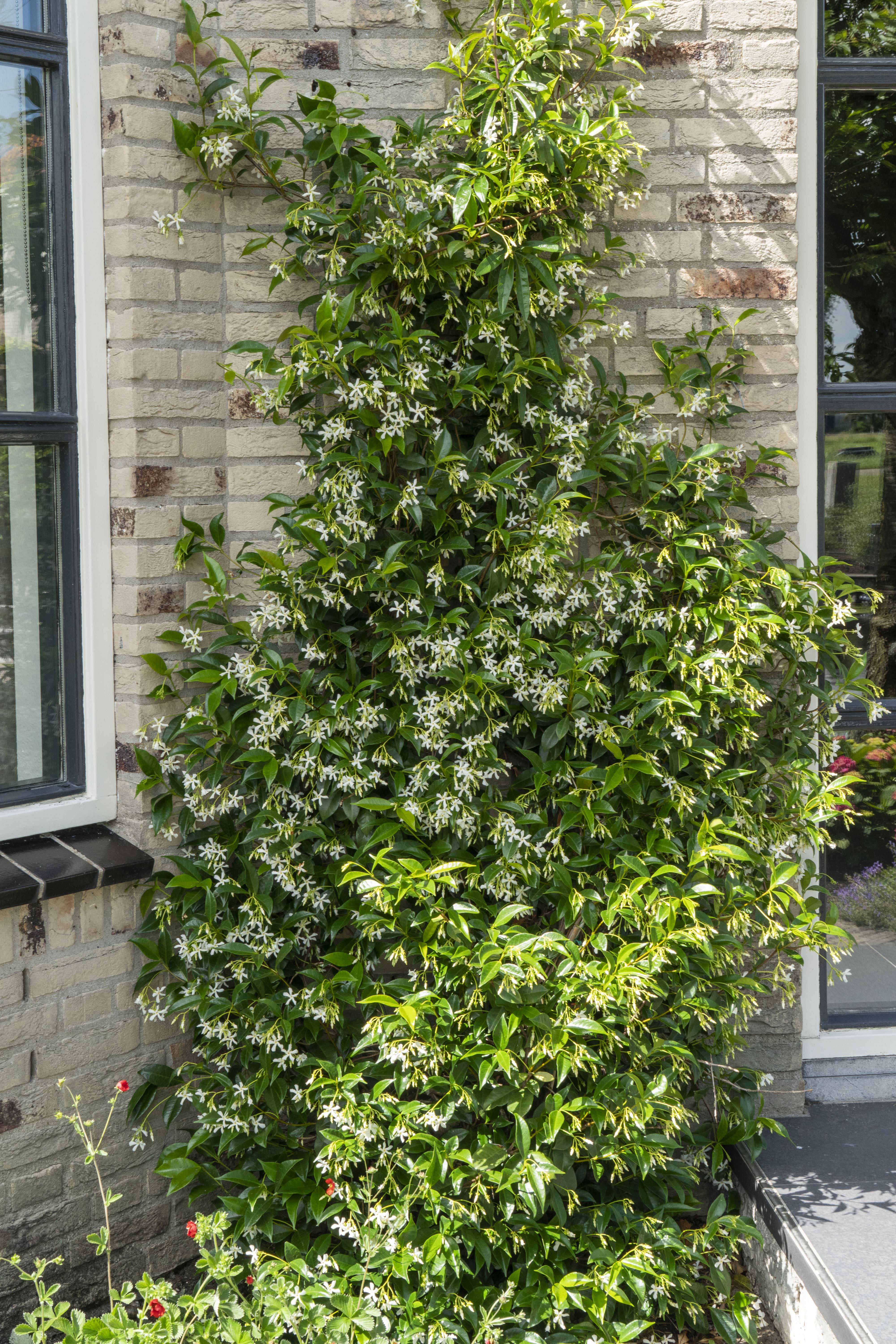 Hoogeveen 3x - Trachelospermum Mix - ↨65cm - Ø15 (8720955321266)