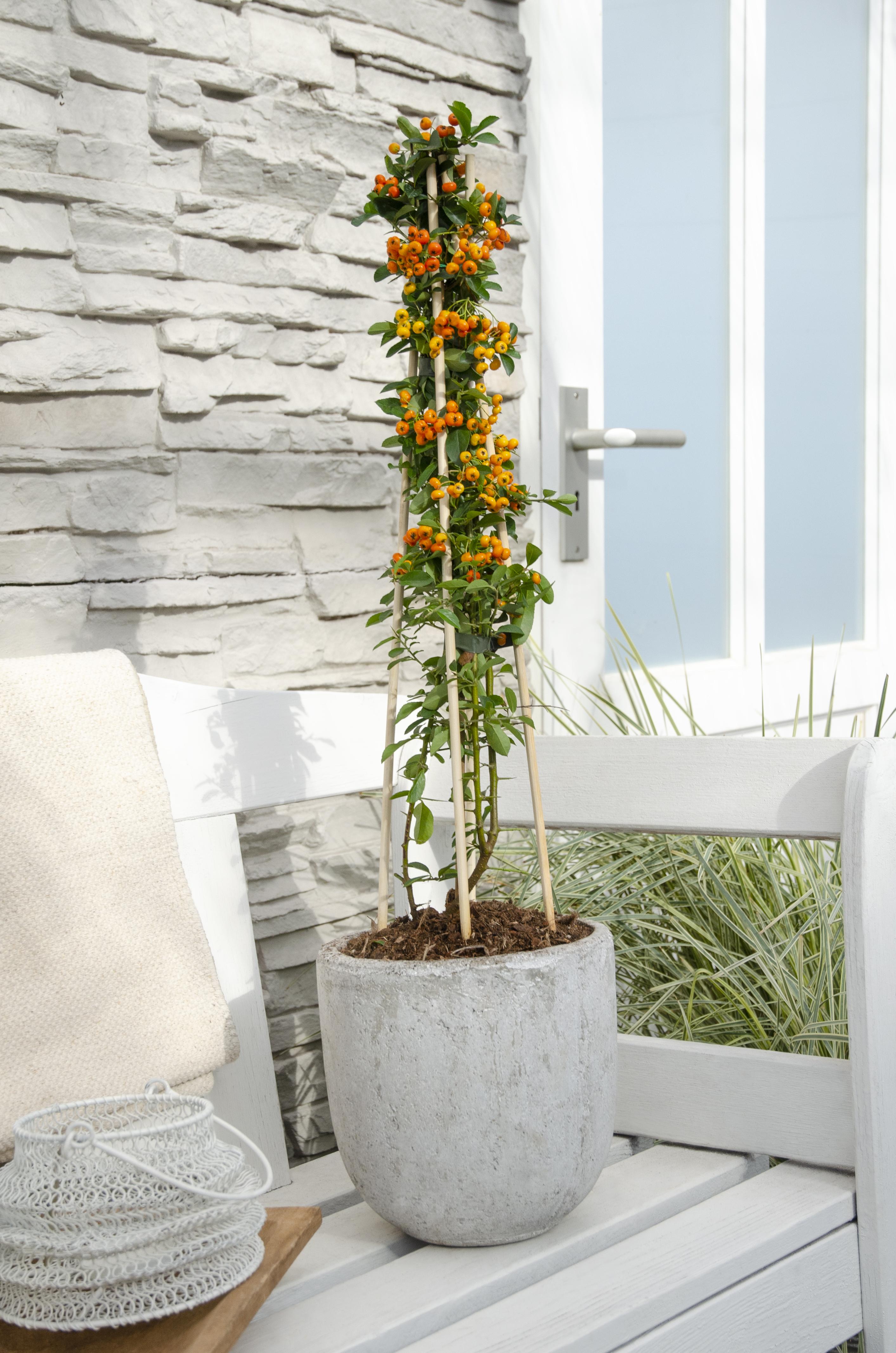 Hoogeveen 3x - Pyracantha 'Orange Glow' - ↨65cm - Ø15 (8720955320764)