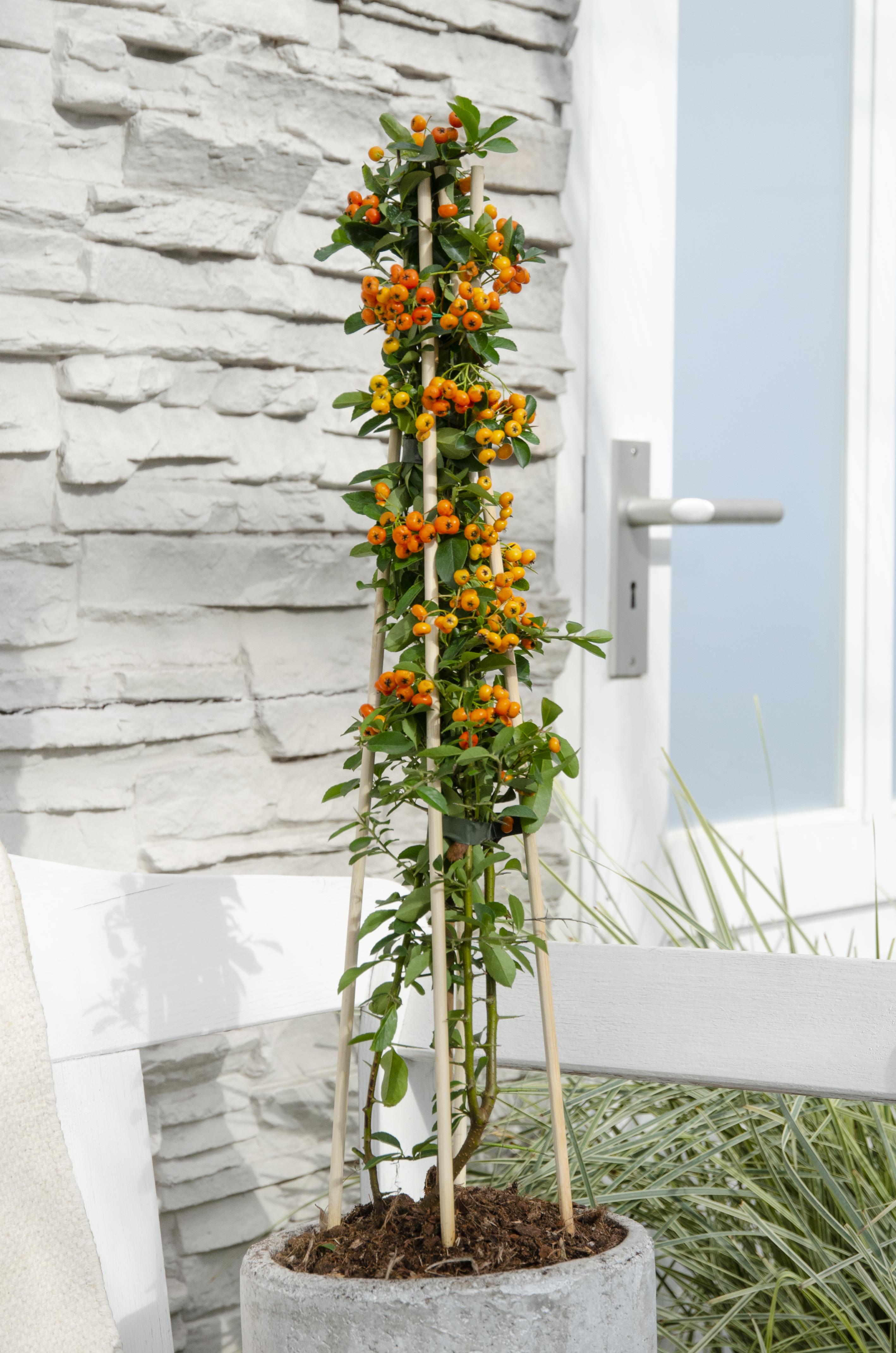 Hoogeveen 3x - Pyracantha 'Orange Glow' - ↨65cm - Ø15 (8720955320764)