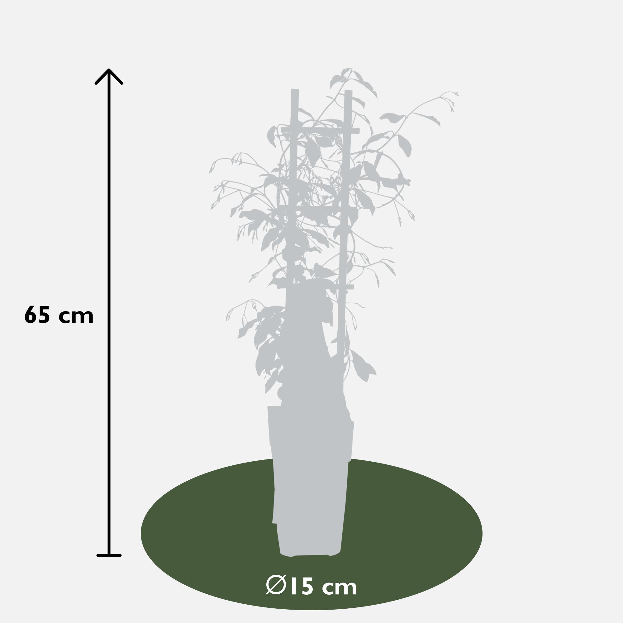 Hoogeveen 2x - Trachelospermum 'Star of Venice' - ↨65cm - Ø15 (8720955321259)