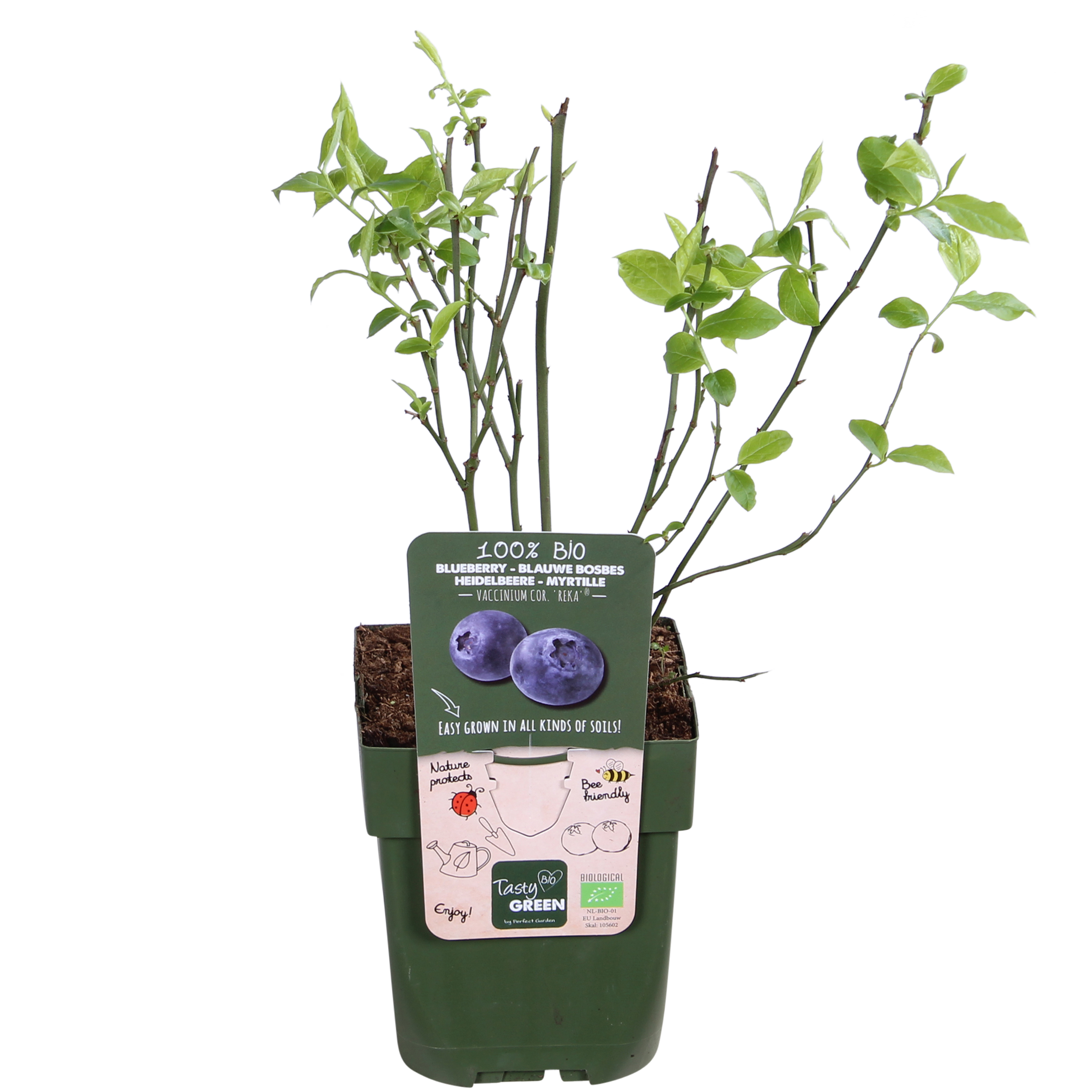 Hoogeveen 5x - Vaccinium corymbosum 'Reka' - ↨45cm - Ø13 (8720955321389)