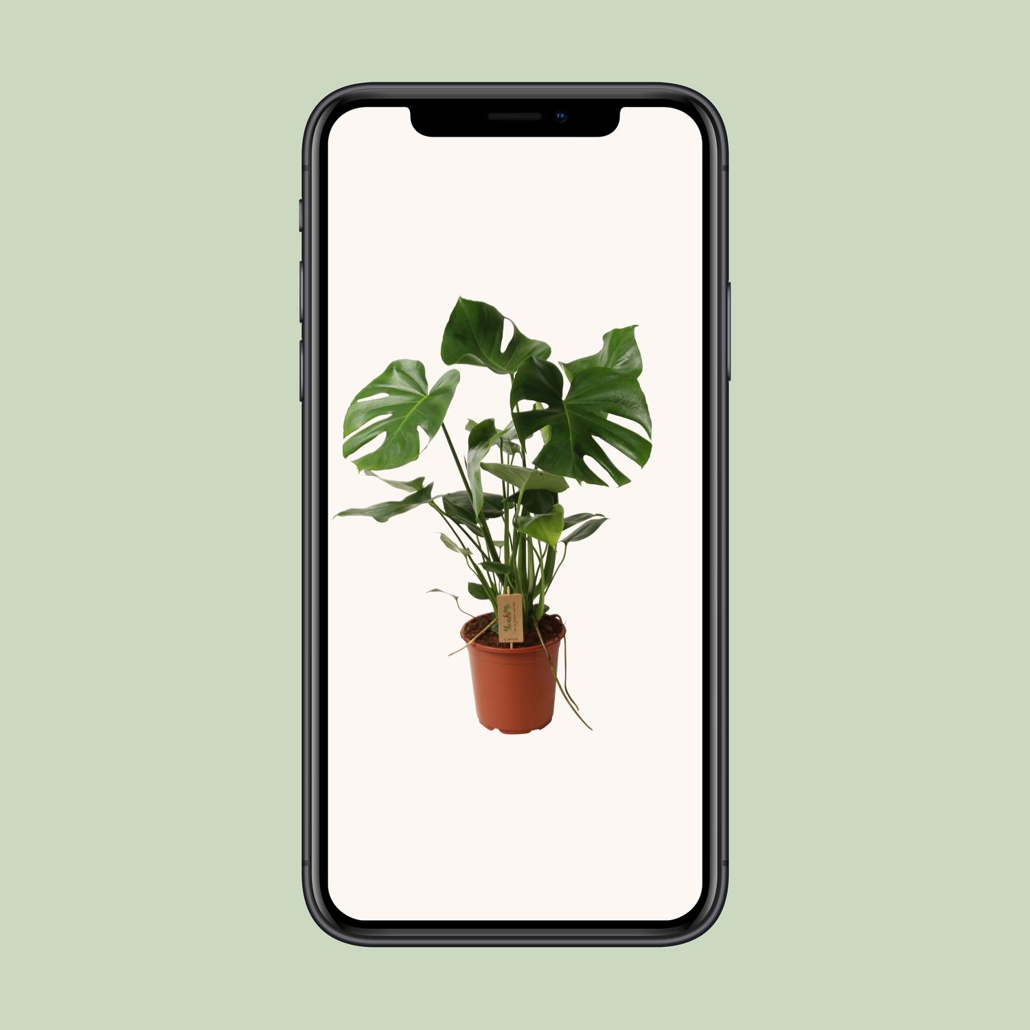 Monstera Deliciosa P21 (29830)