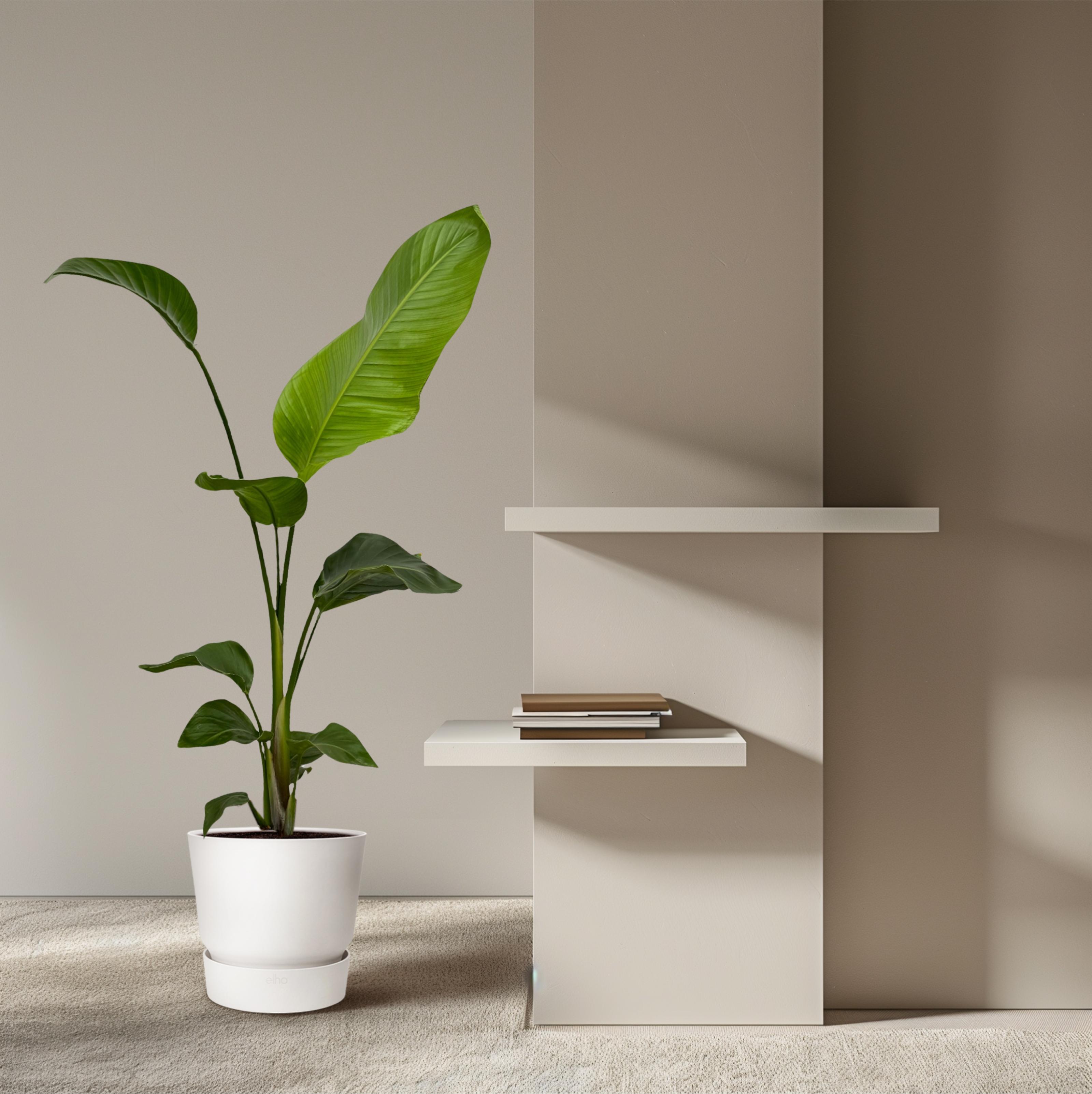 2x Strelitzia Nicolai - 100 cm - Ø17 (8721081601840)