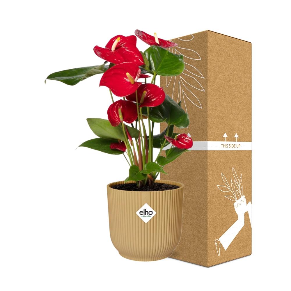 Anthurium Red 12cm in ELHO Vibes Fold 14cm geel (21692)