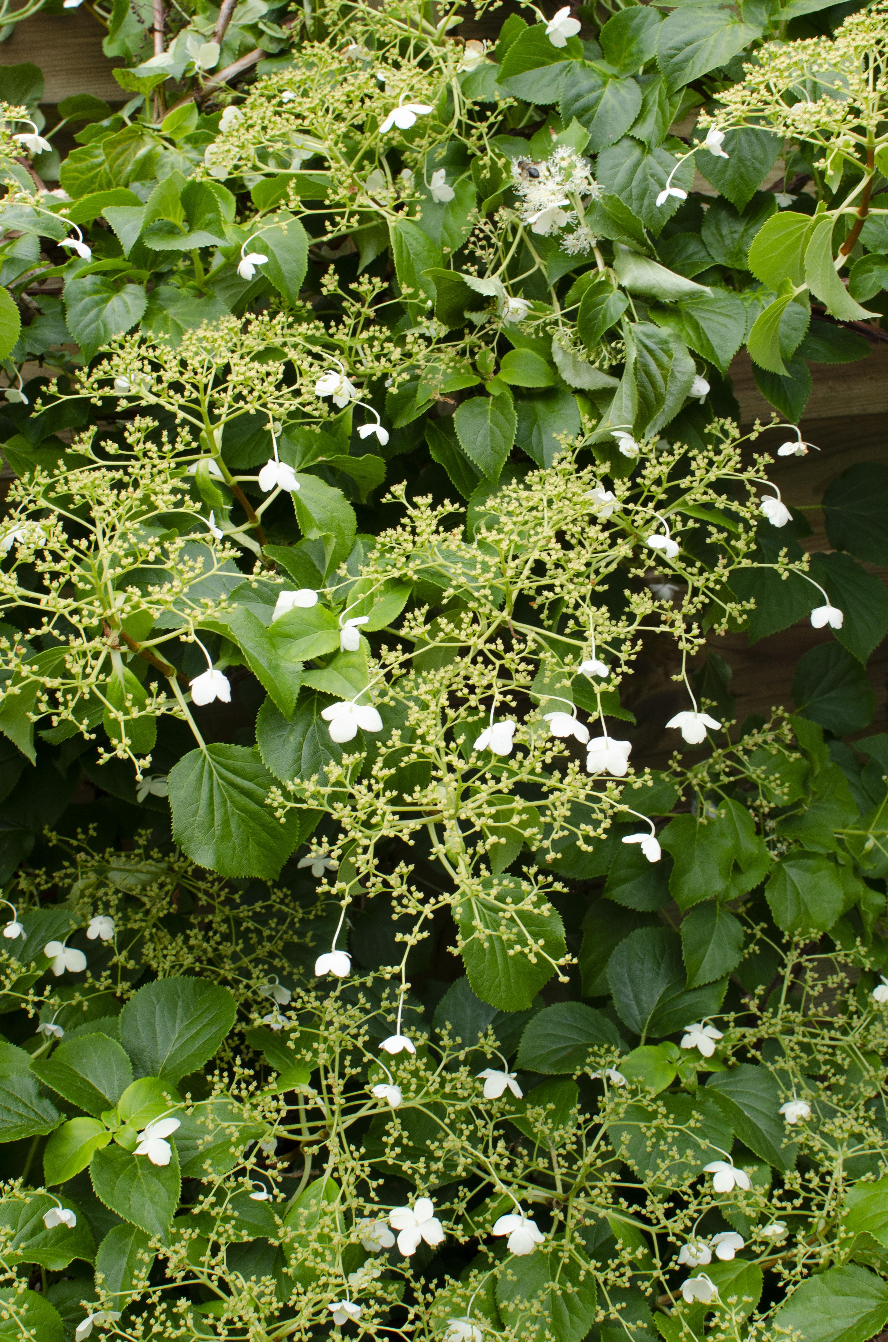 Hoogeveen 3x - Hydrangea petiolaris - ↨65cm - Ø15 (8720955320498)