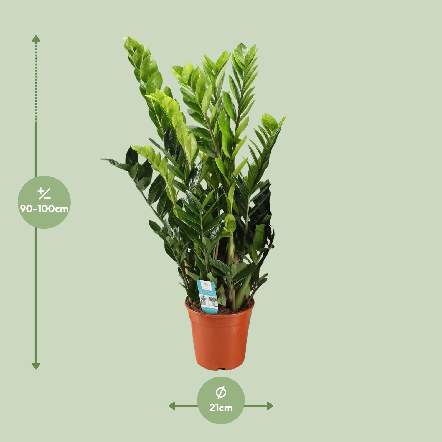 Zamioculcas Zamiifolia (12650)