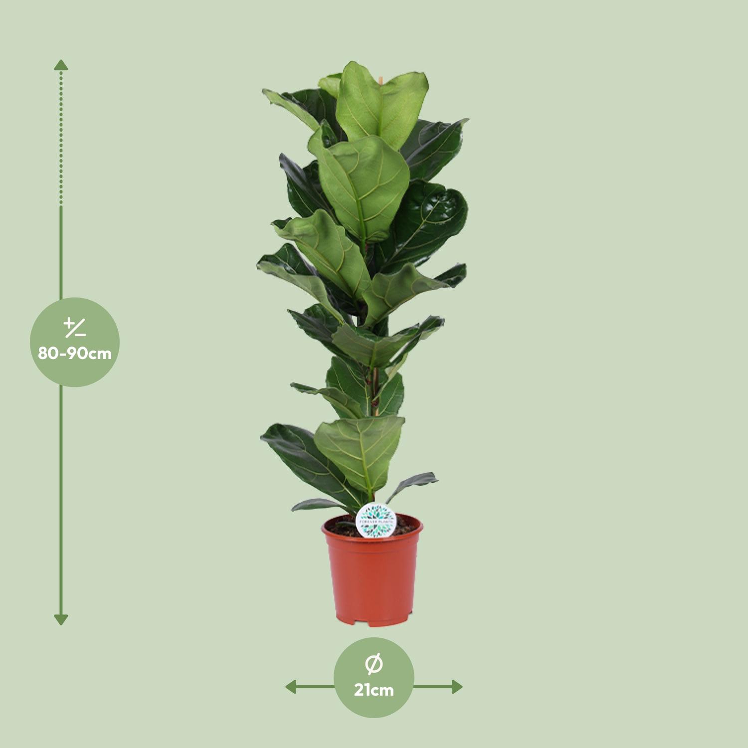 Ficus Lyrata (15787)