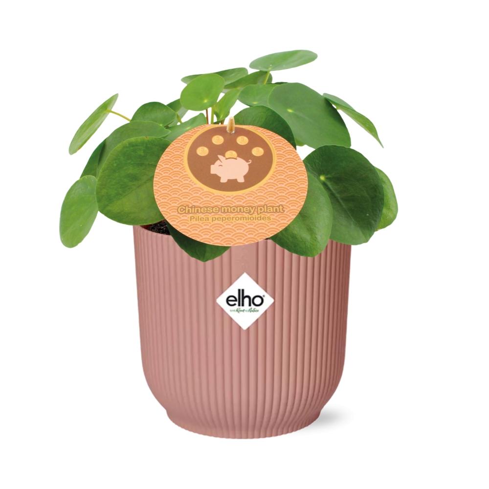 Mother's Day - Pilea Peperomioides 12cm in ELHO Vibes Fold 14cm roze (21723)