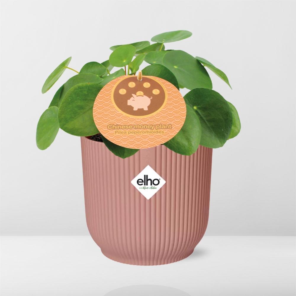 Mother's Day - Pilea Peperomioides 12cm in ELHO Vibes Fold 14cm roze (21723)