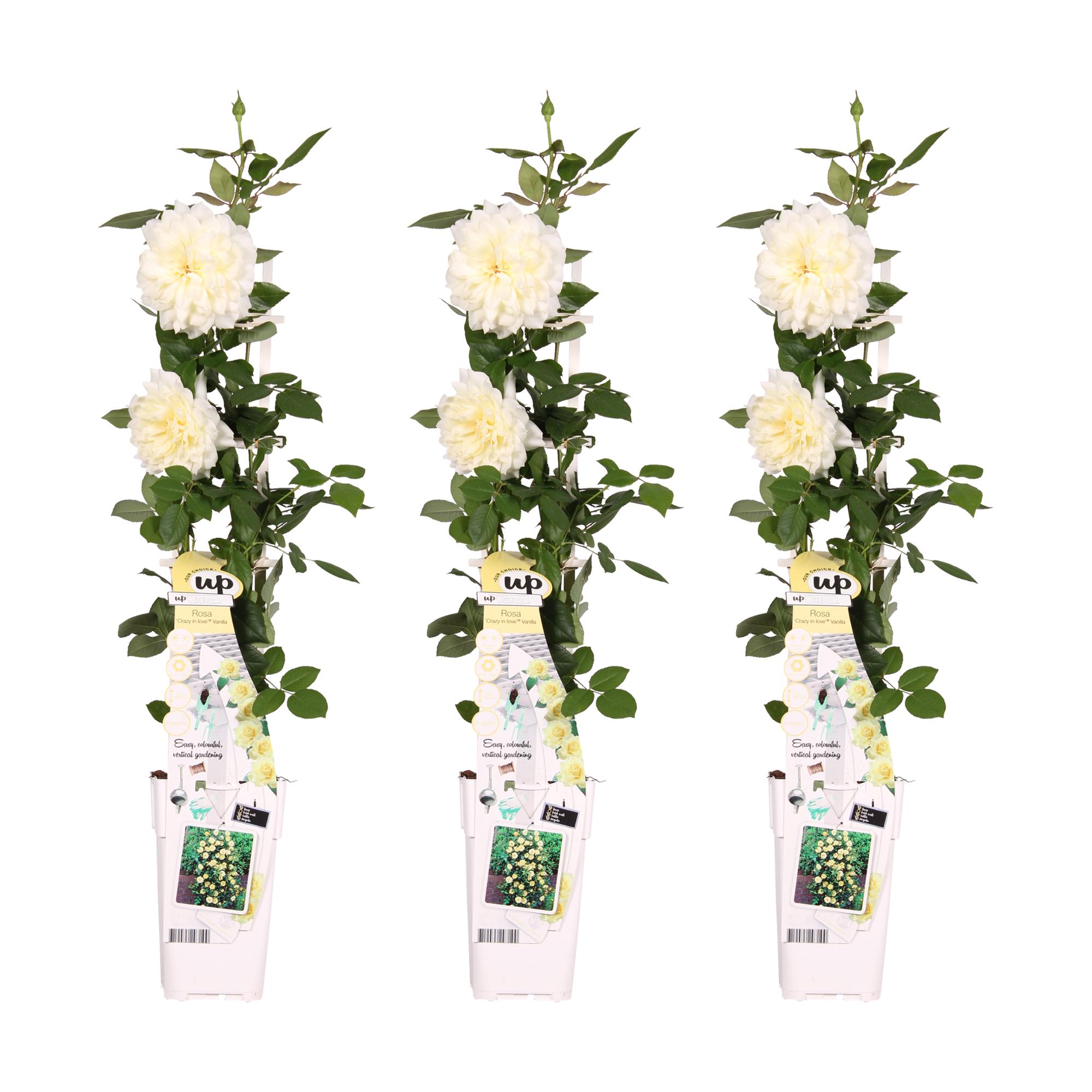 Hoogeveen 3x - Rosa Crazy in love 'Vanilla' - ↨65cm - Ø15 (8720955321211)