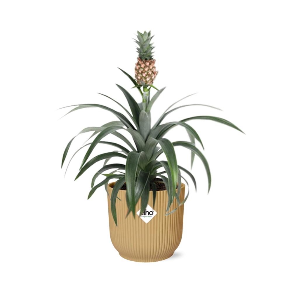 Ananas Mi Amigo in ELHO Vibes Fold 14cm geel (21695)