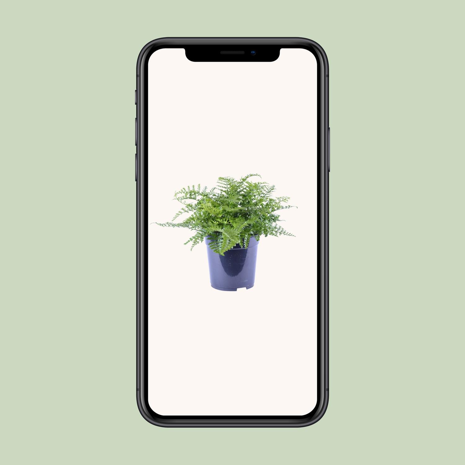 Asplenium Parvati (12634)