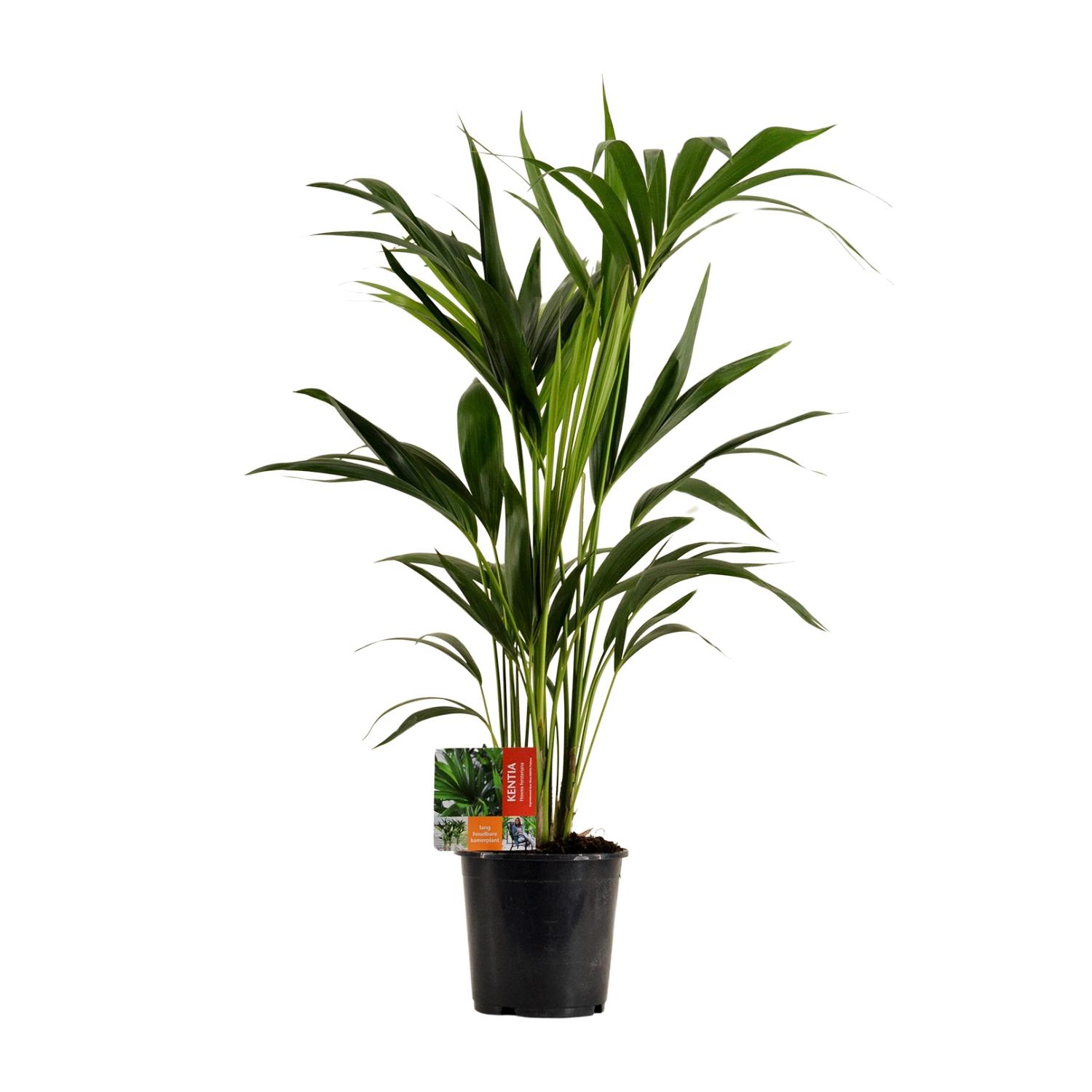 Howea Forsteriana (18059)